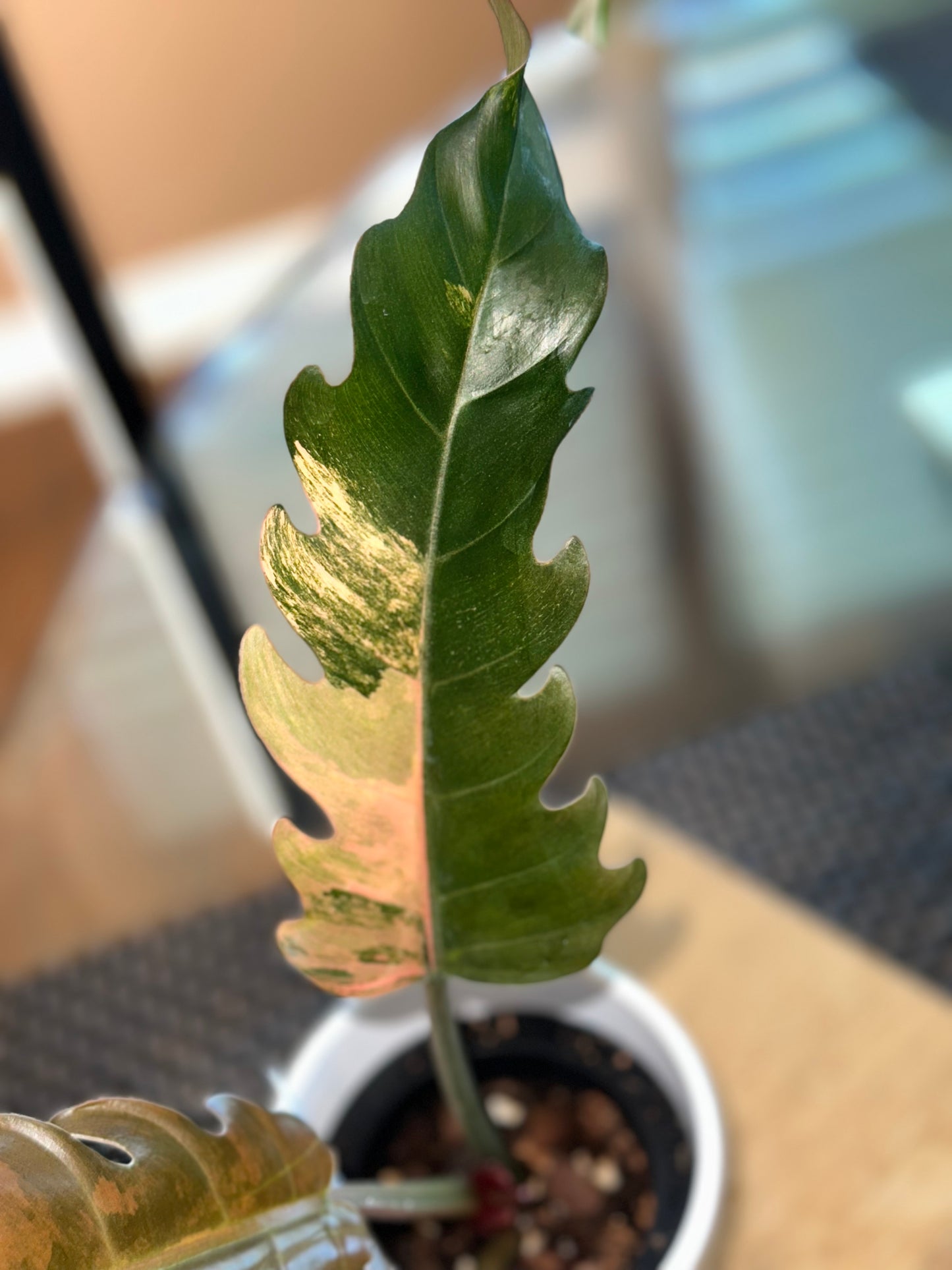Philodendron Caramel Marble Variegated #1