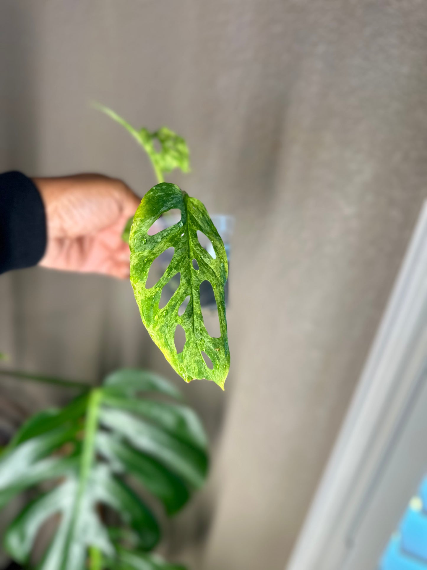 Monstera Adasonii Mottled - B
