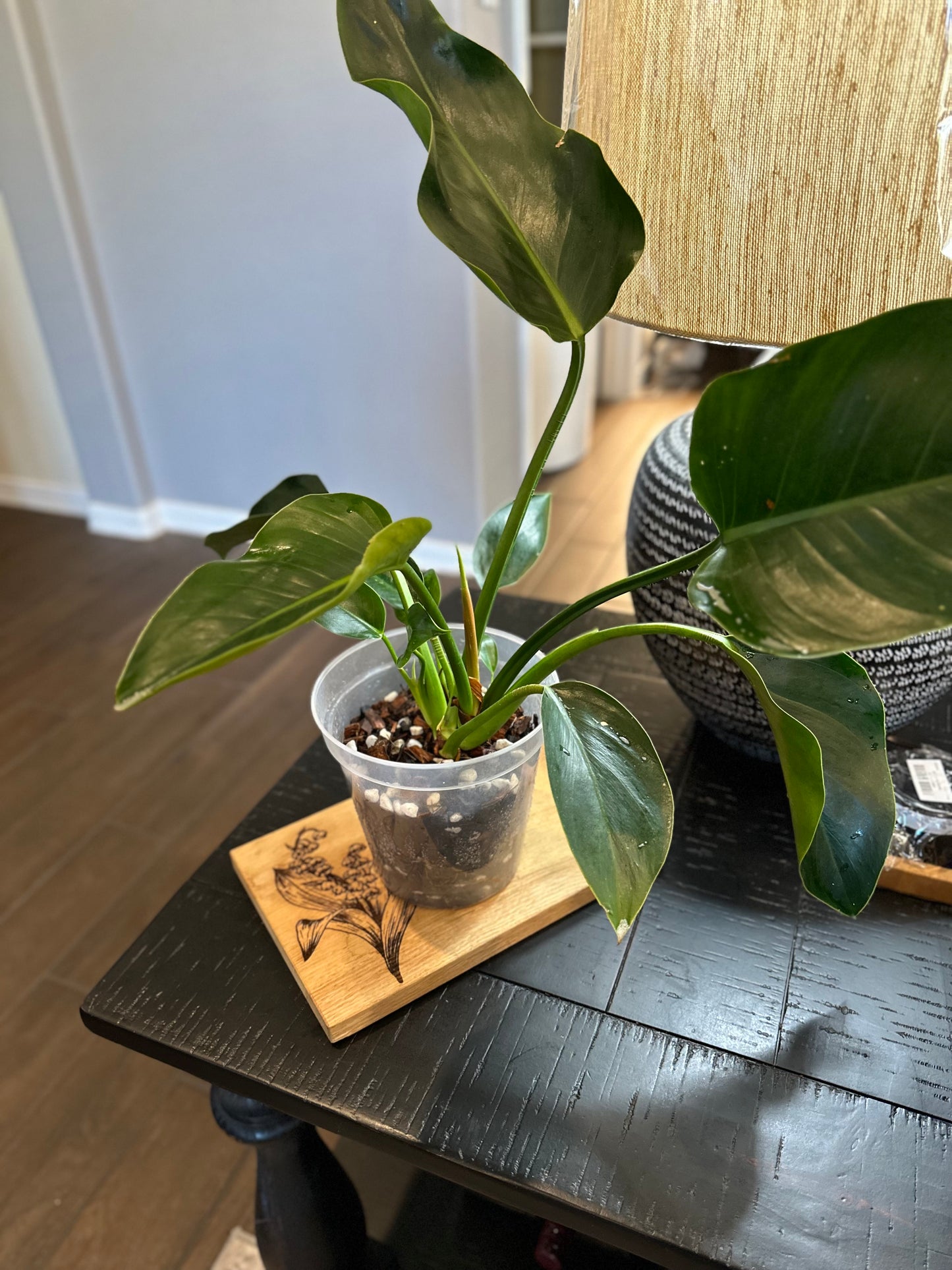 Philodendron Green Congo #1