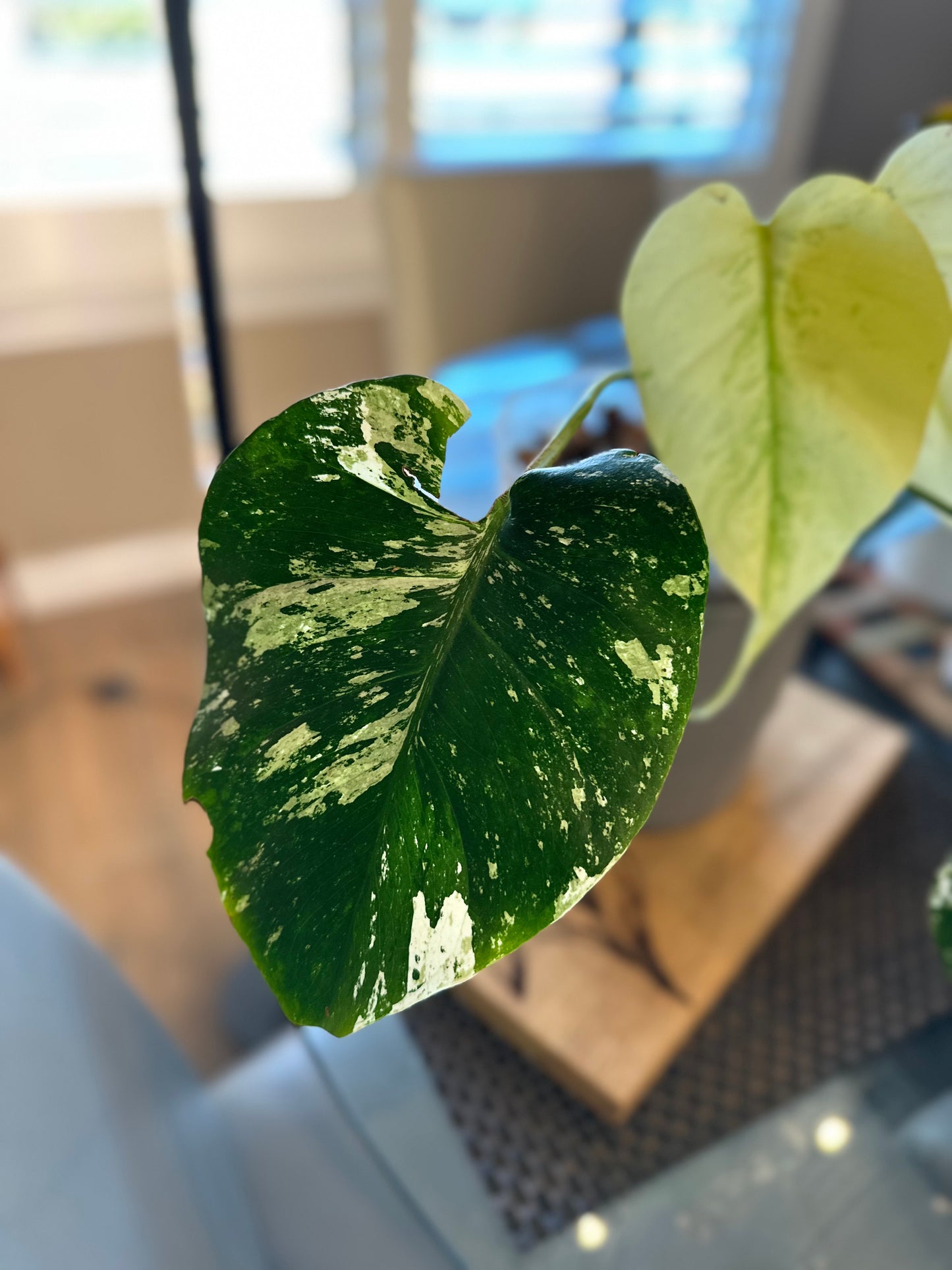 Monstera Mint White Monster - A
