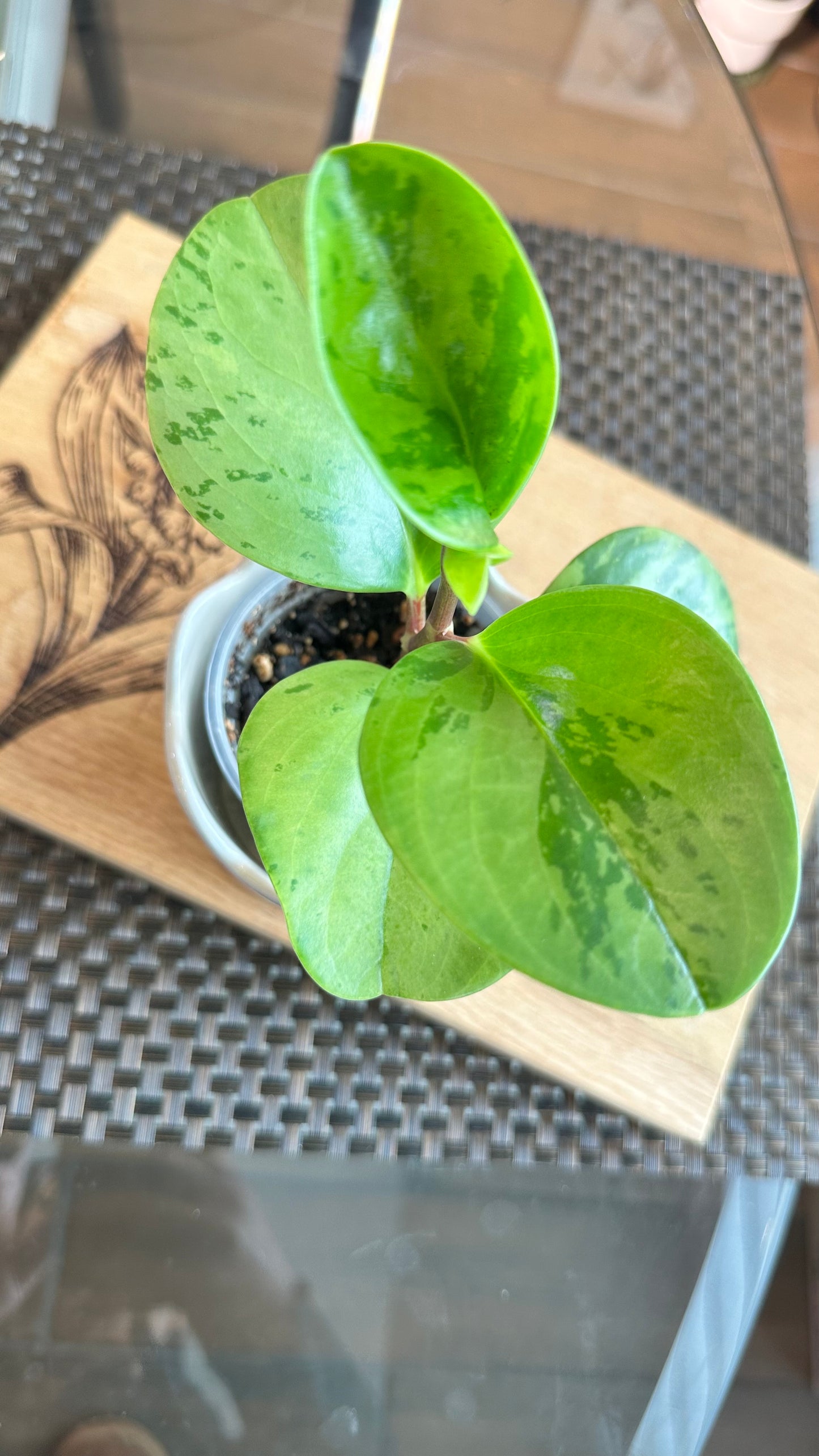 Peperomia Obtusifolia Marble