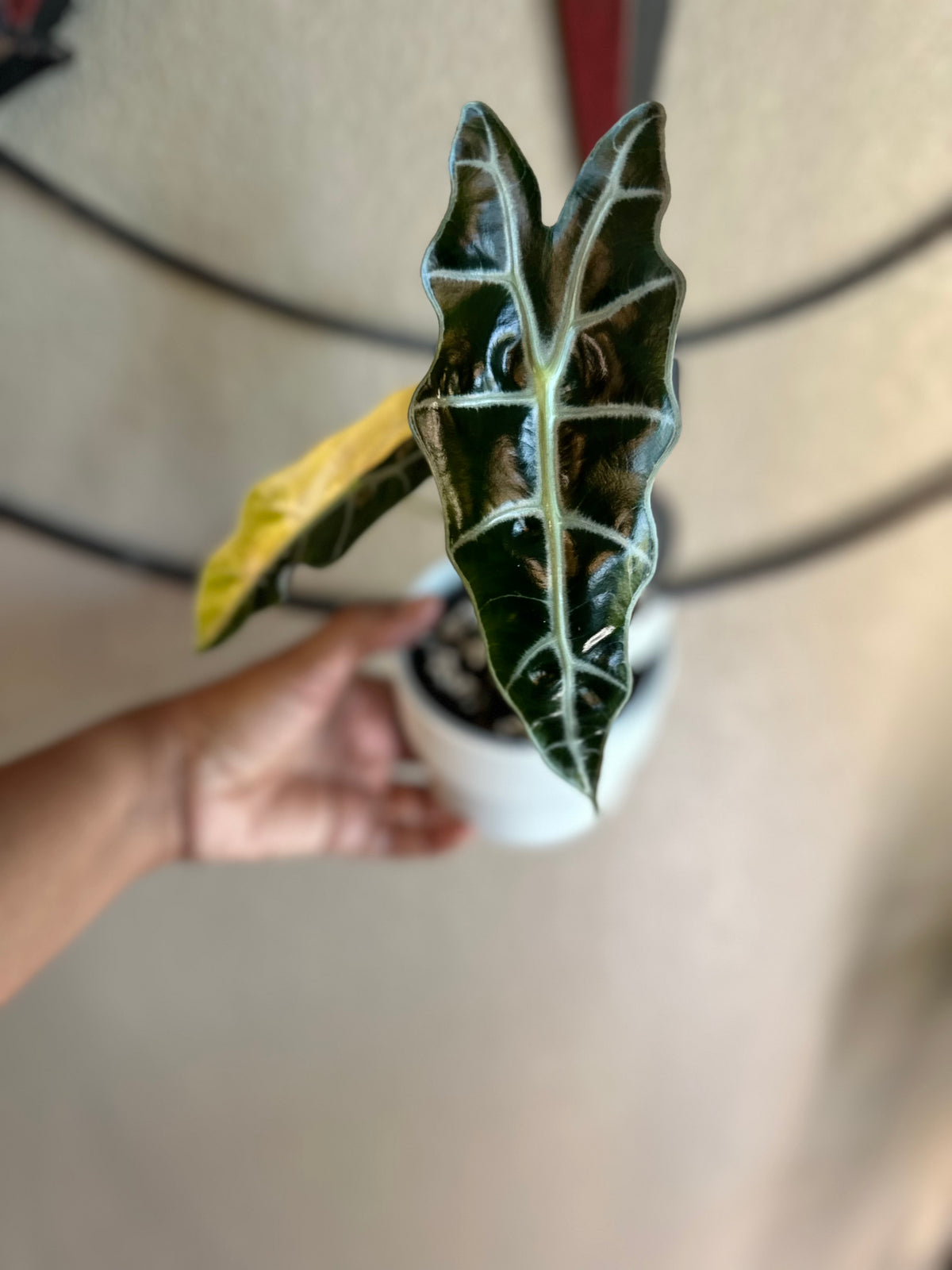 Alocasia Sanderiana Aurea