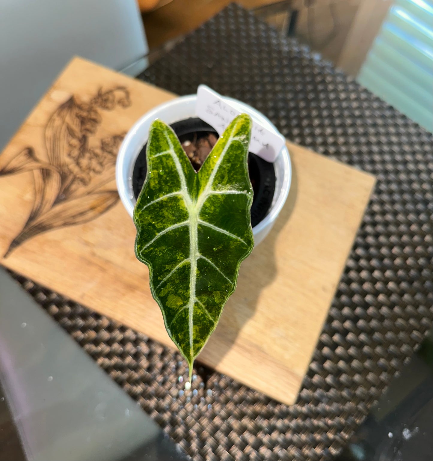 Alocasia Sanderiana Aurea