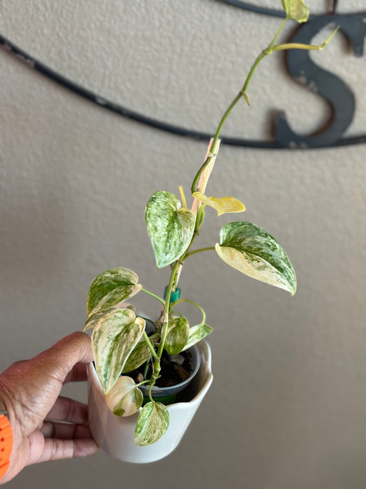 Scindapsis Mayari Albo