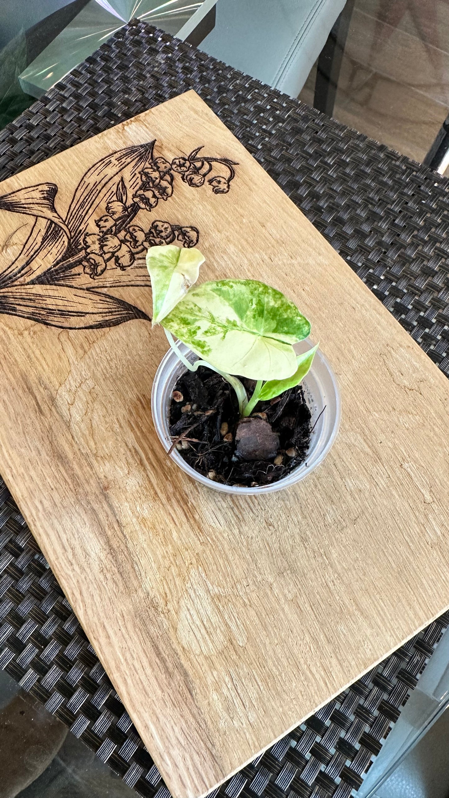 Alocasia Gageana Aurea #3