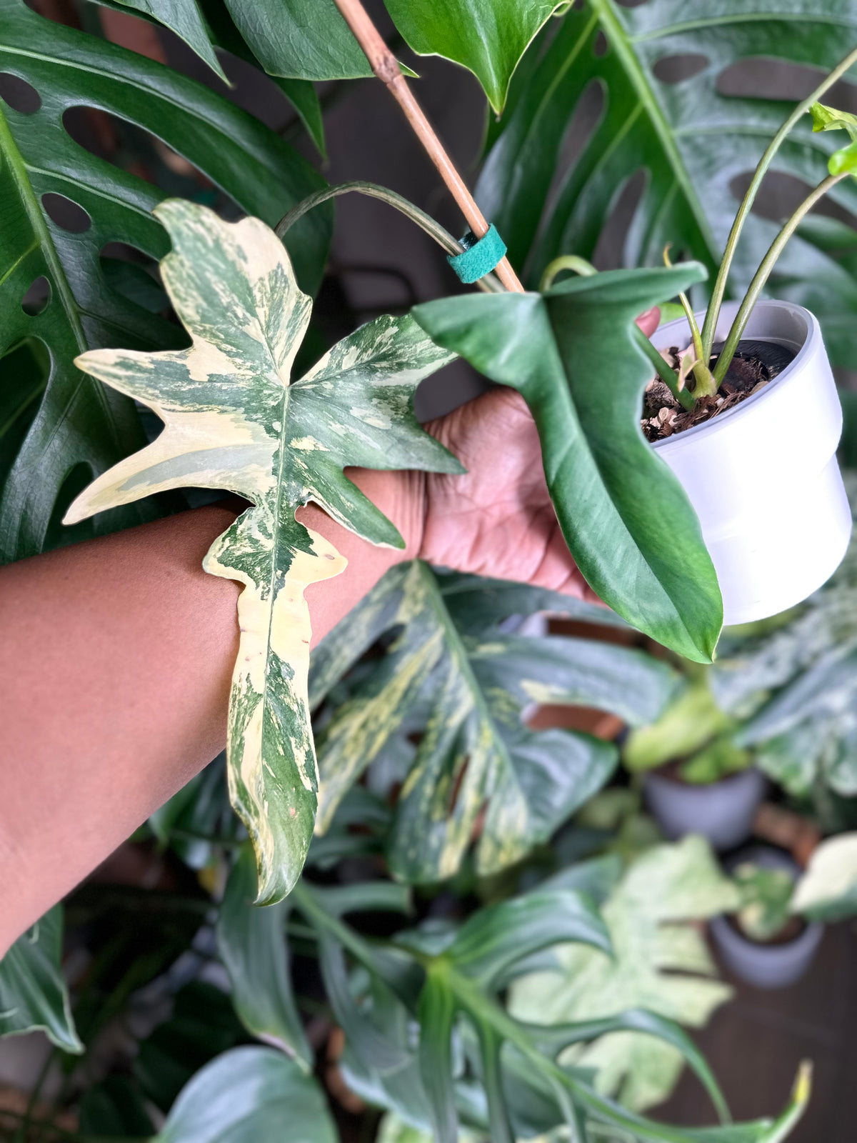 Philodendron Florida Beauty x Mayoi
