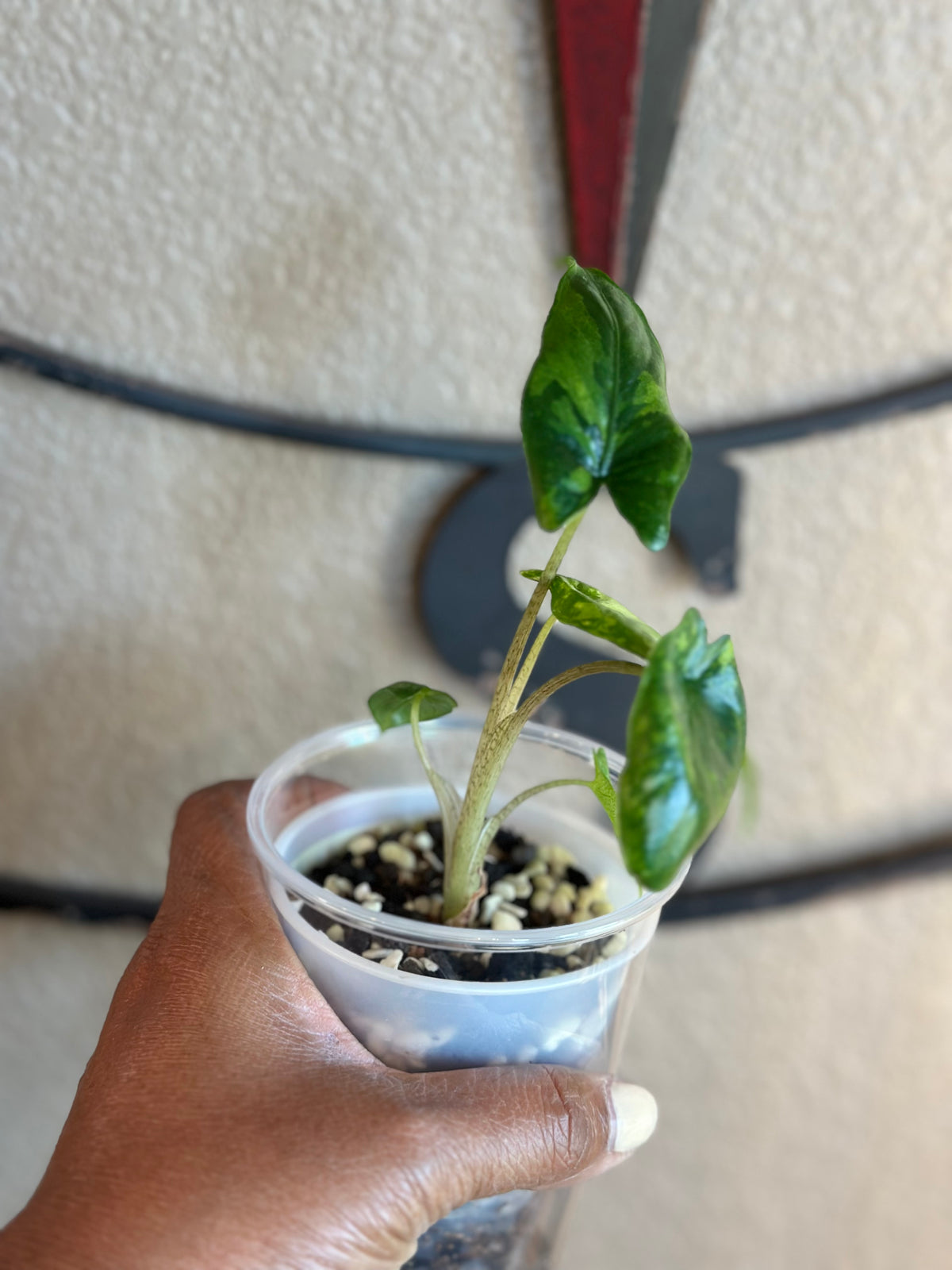 Alocasia Corazon Albo - #7