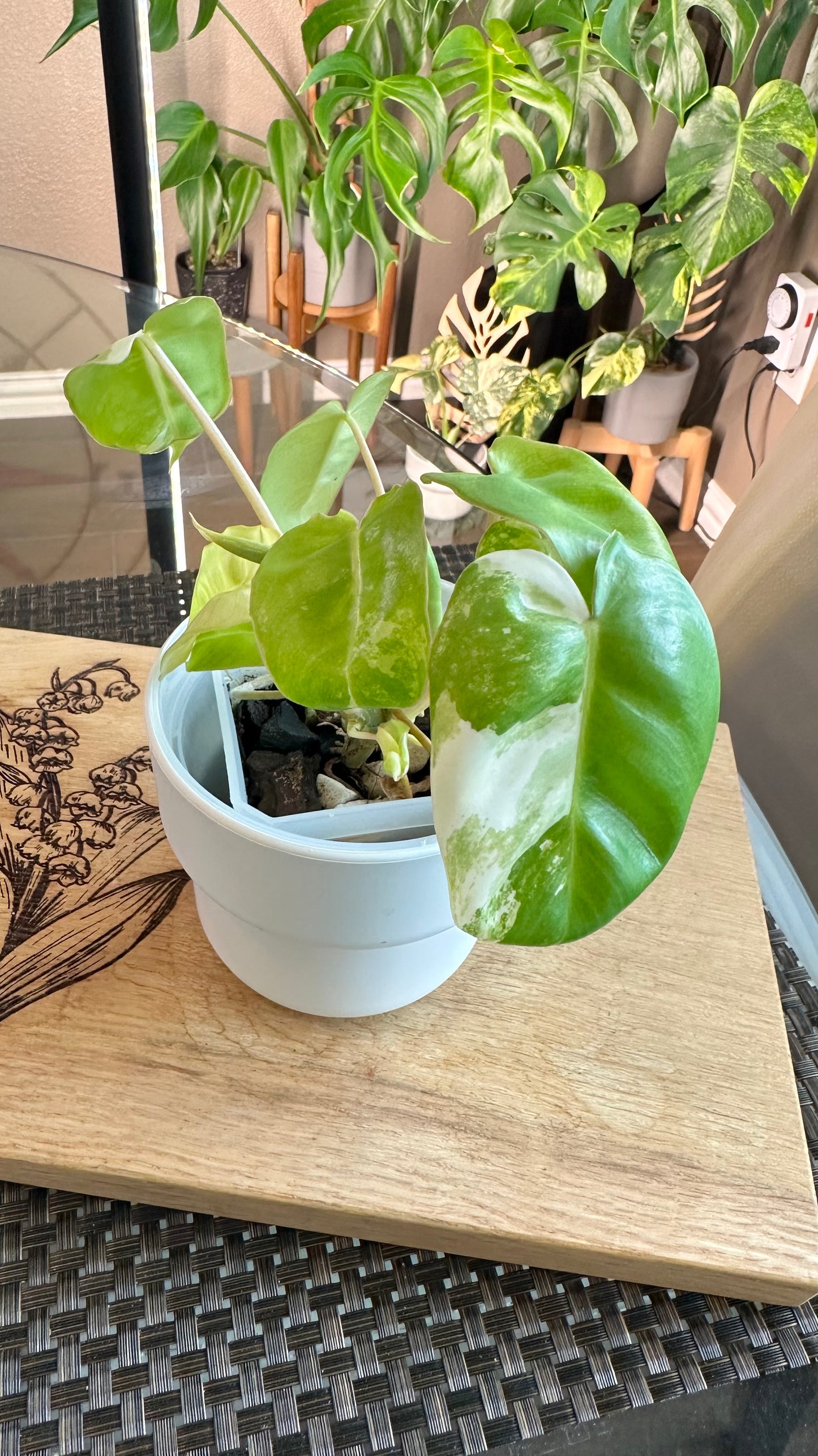 Philodendron Burle Marx Variegated