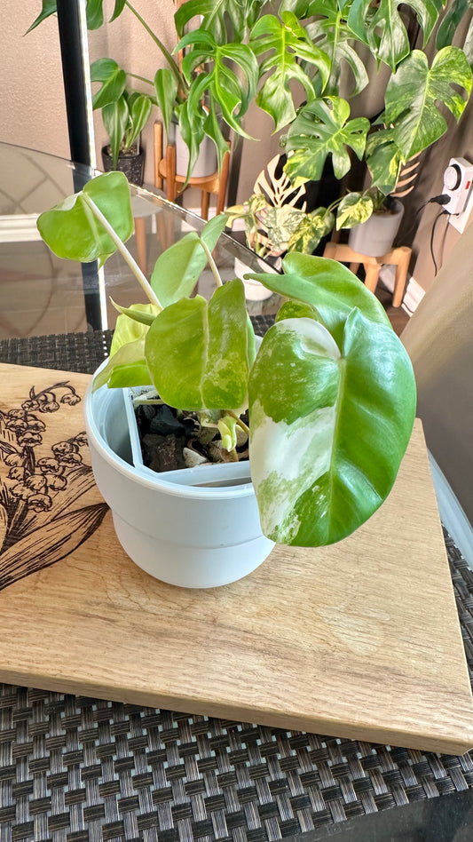 Philodendron Burle Marx Variegated