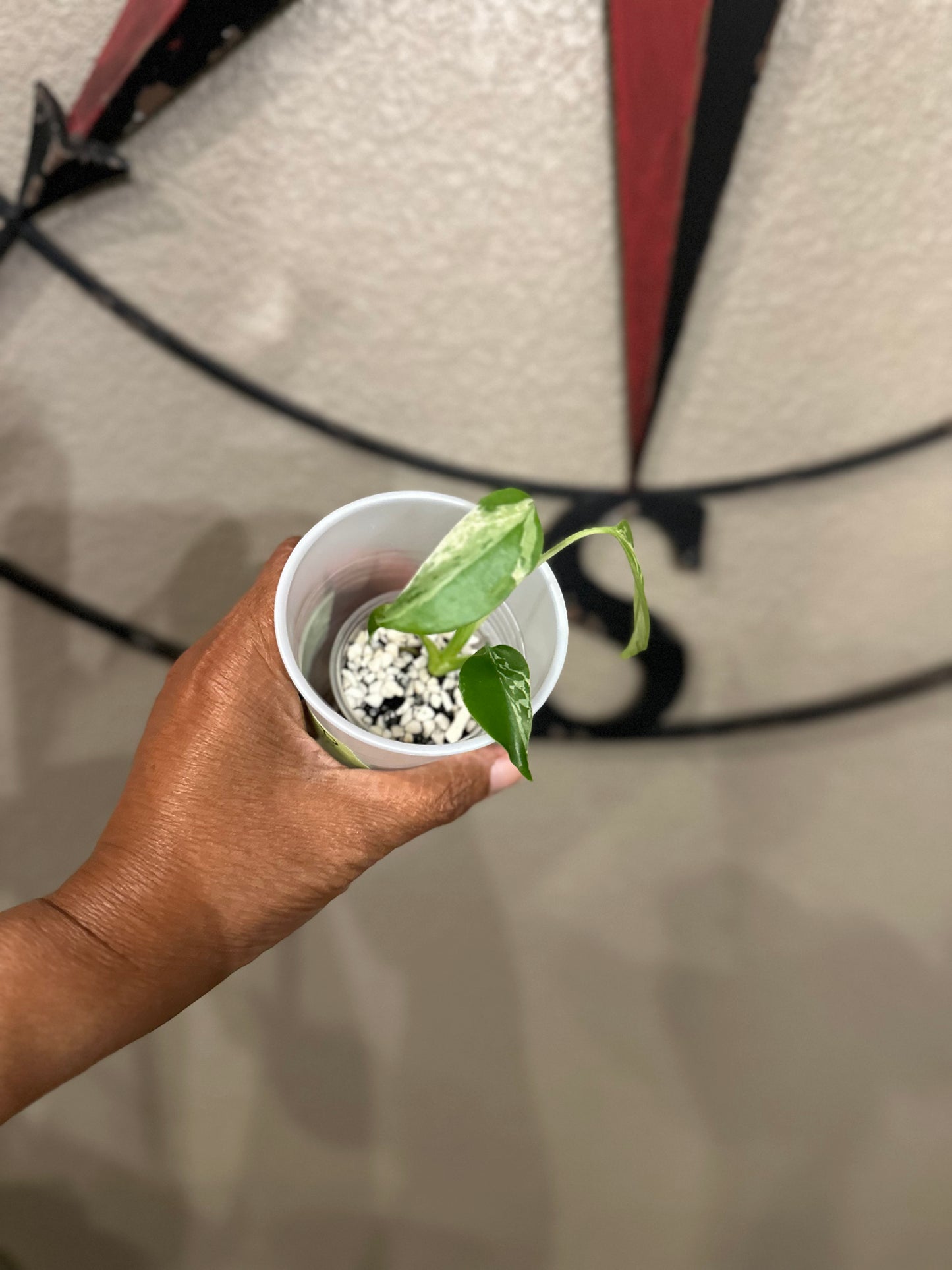 Monstera Bulbasaur - D