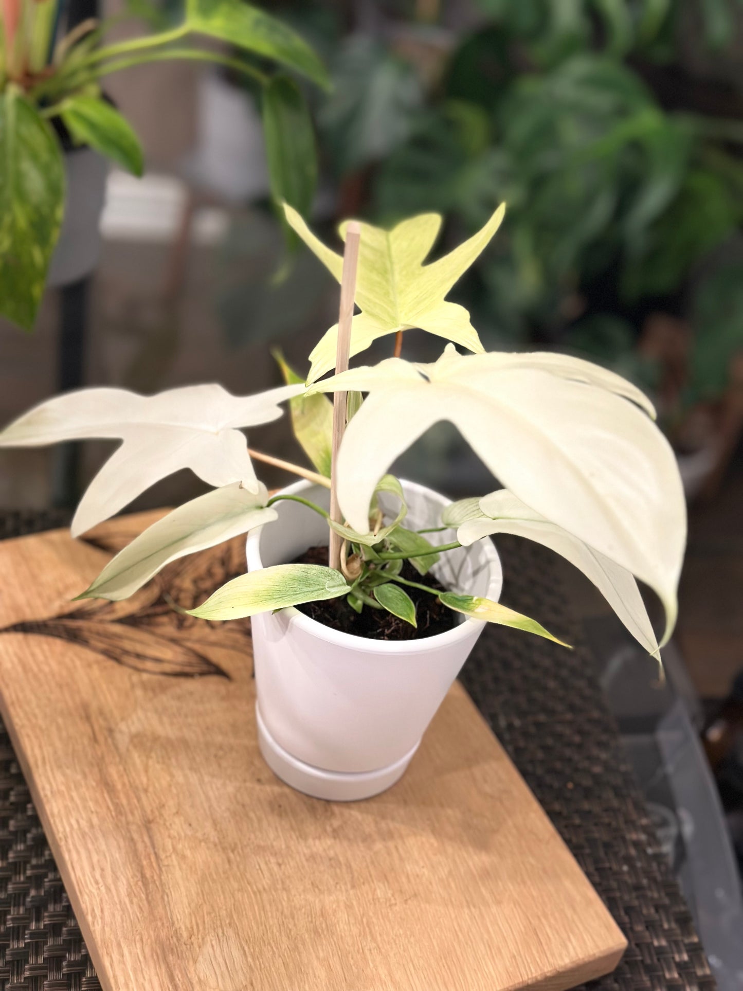 Philodendron Florida Ghost