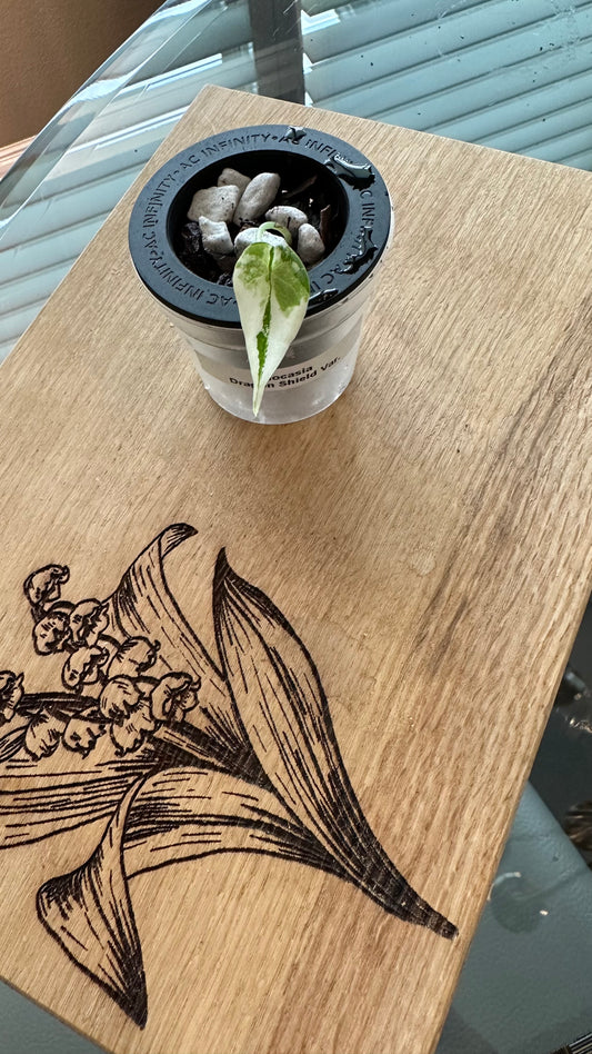 Alocasia Dragon Scale Variegated pup (#2)