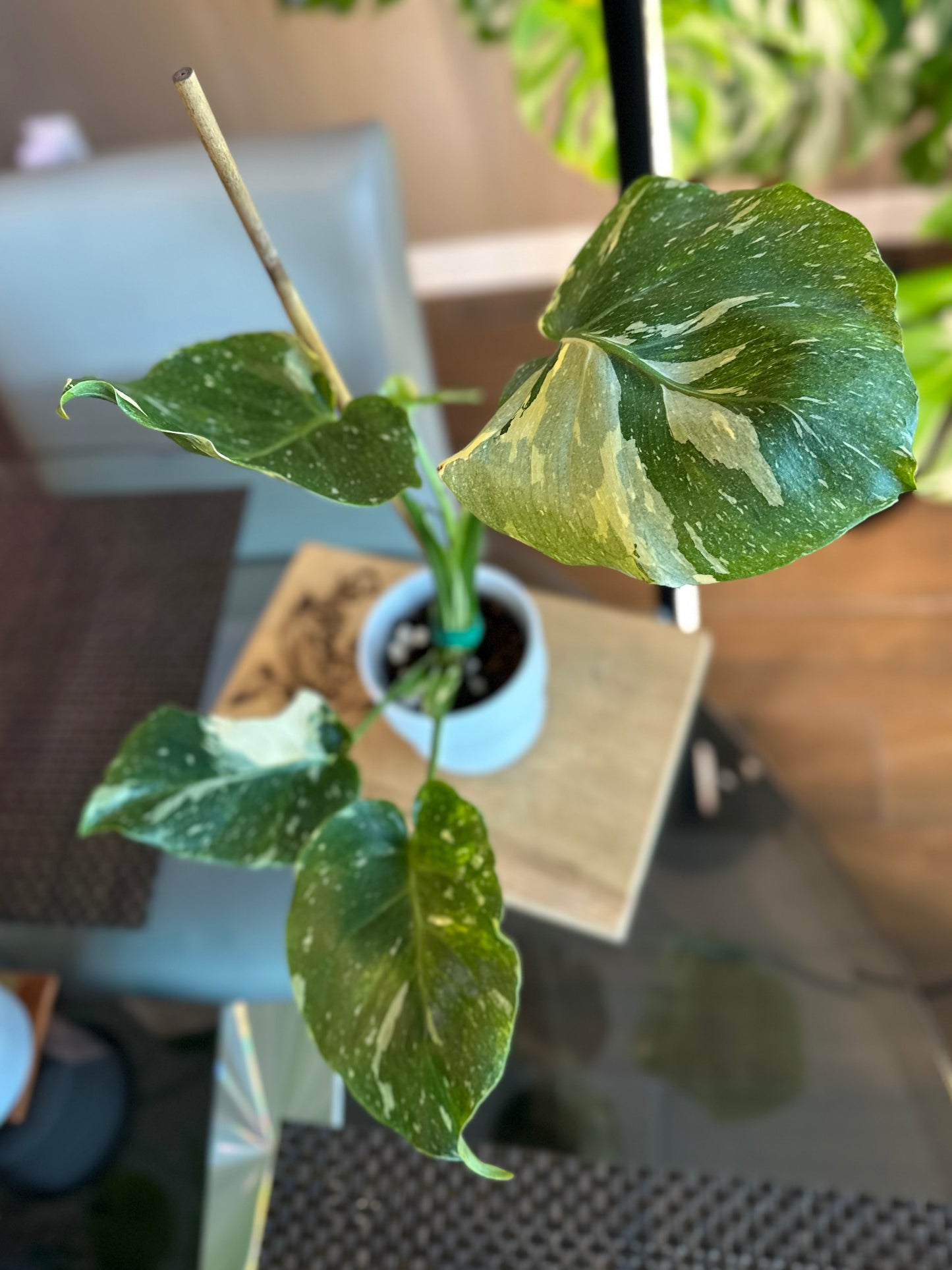 Monstera Thai Constellation Tricolor Mutant