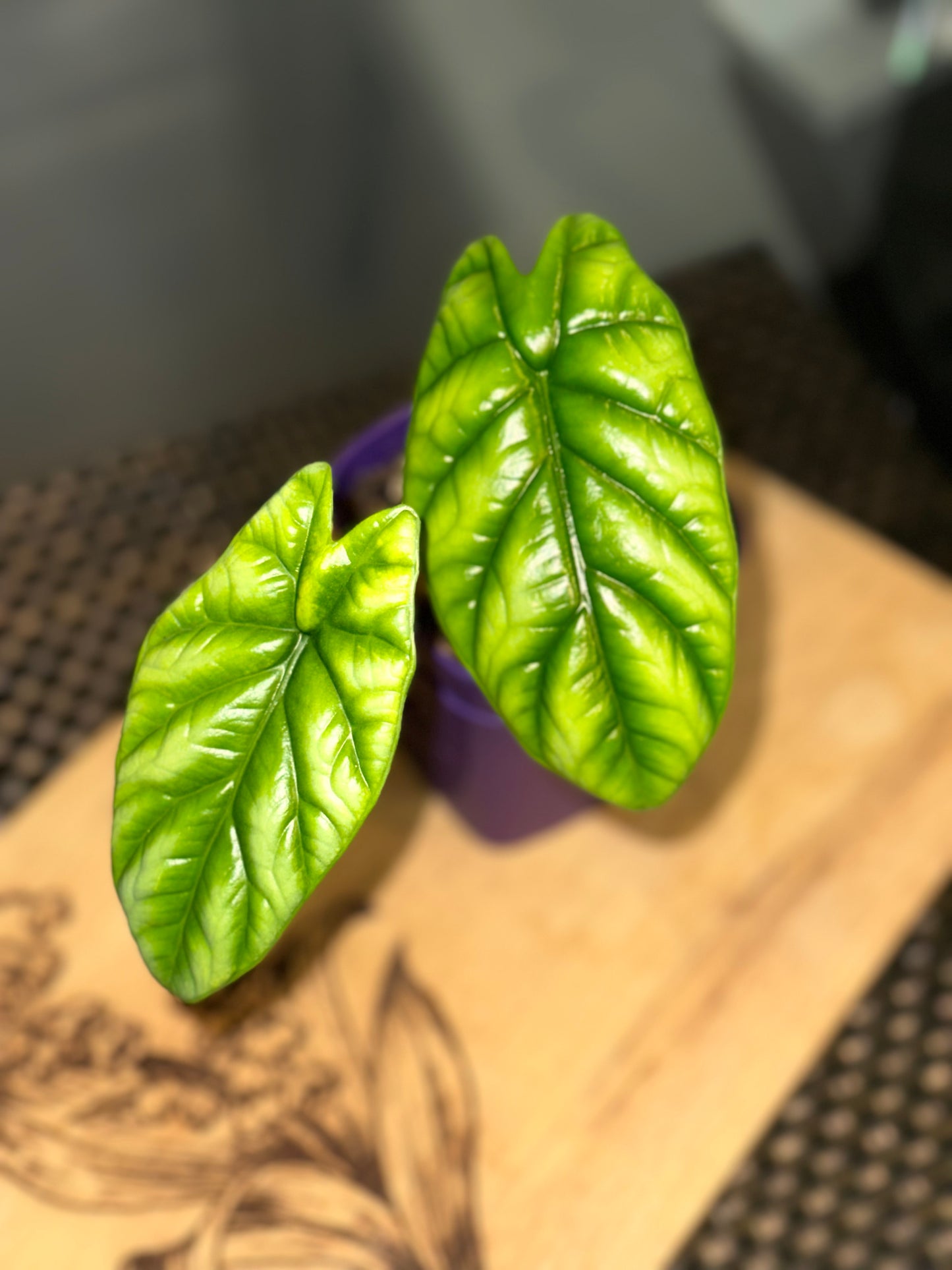 Alocasia Sinuata Variegated - 4 inches