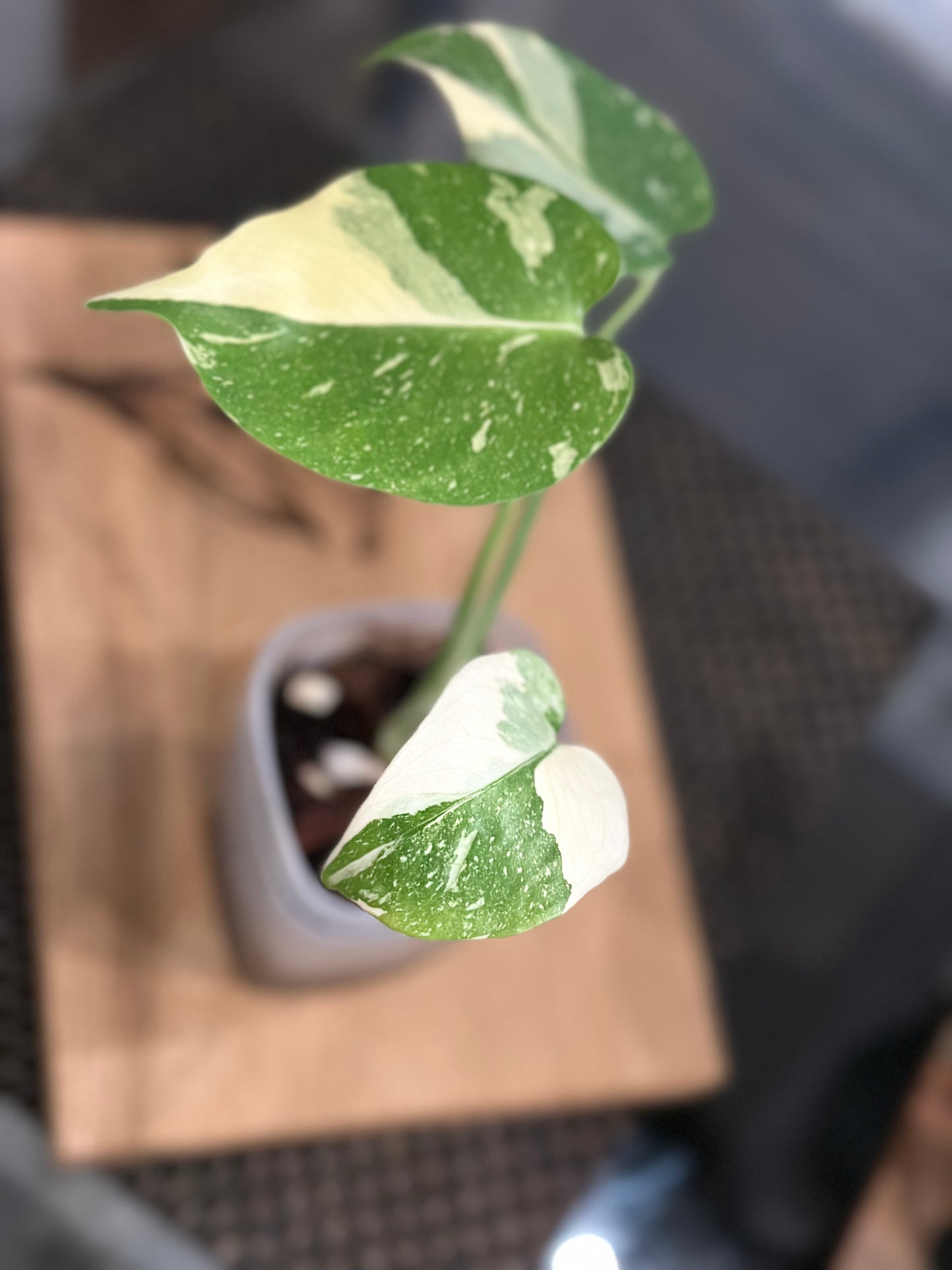 Monstera Creme Brulee - A