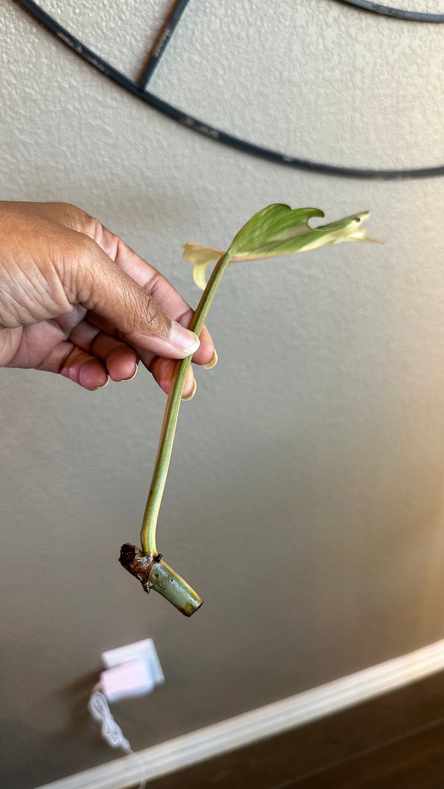 Philodendron Caramel Marble Variegated - #3