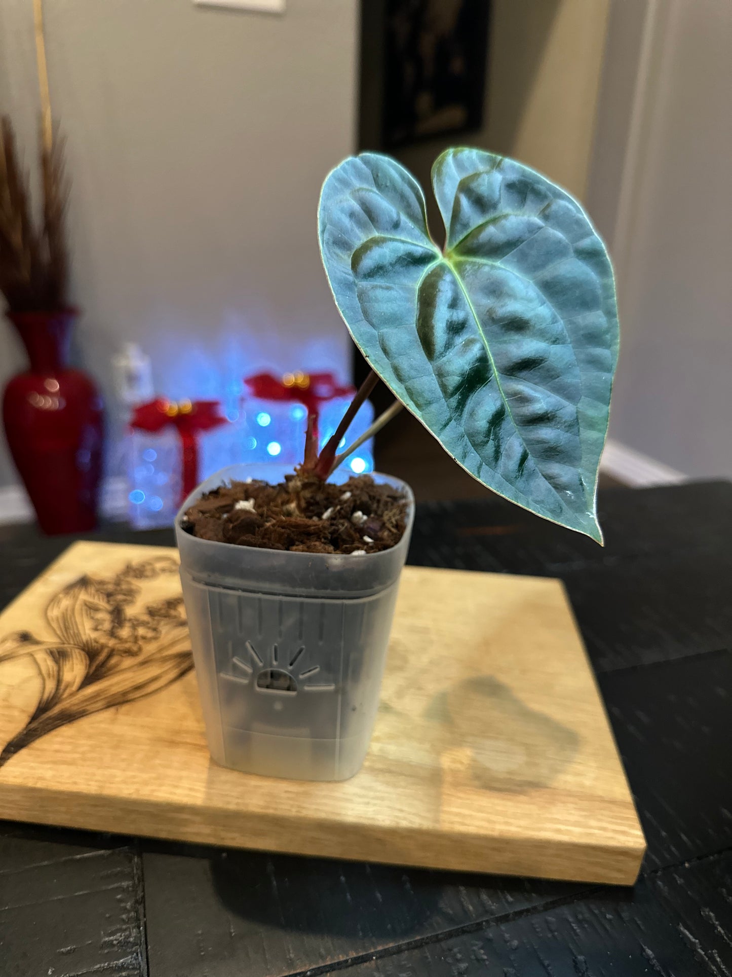 Anthurium Besseae Aff x Black Lux