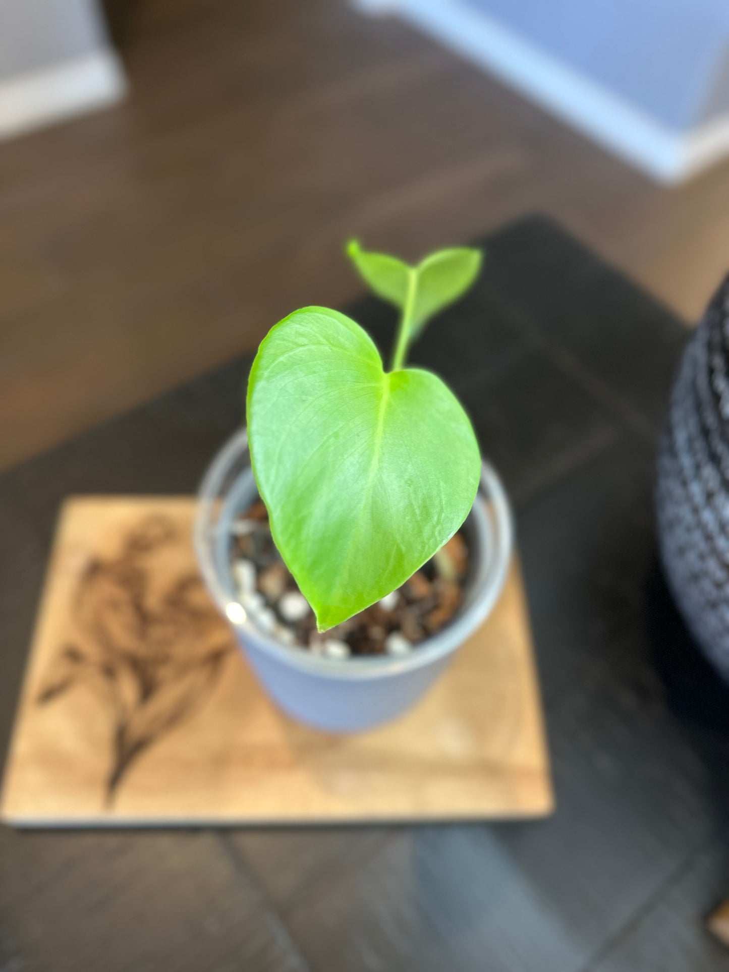 Monstera Sierrana (02) - 4 inches