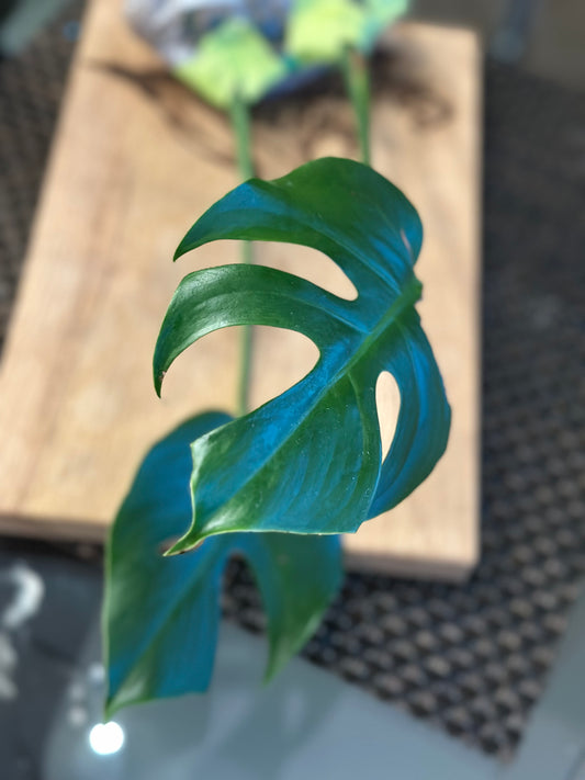 Monstera Compacta - #2