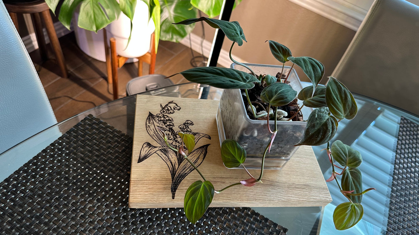 Philodendron Micans - 4 inch