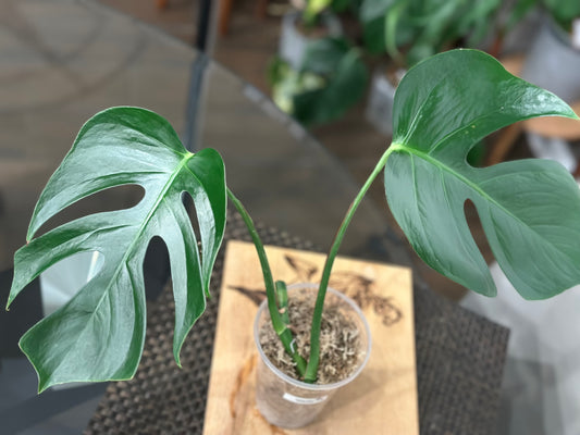 Monstera Sierrana - #1