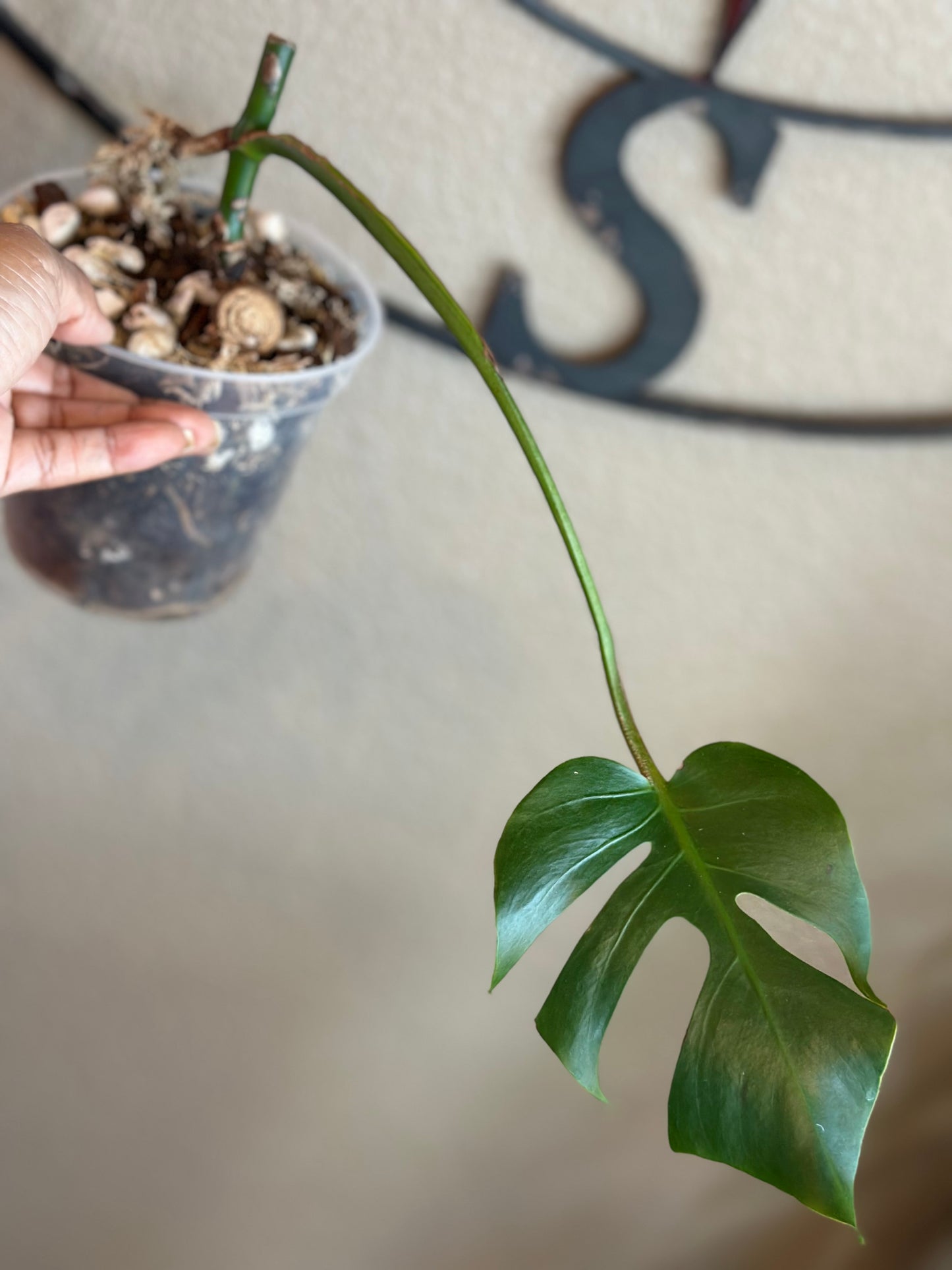 Monstera Compacta - #3