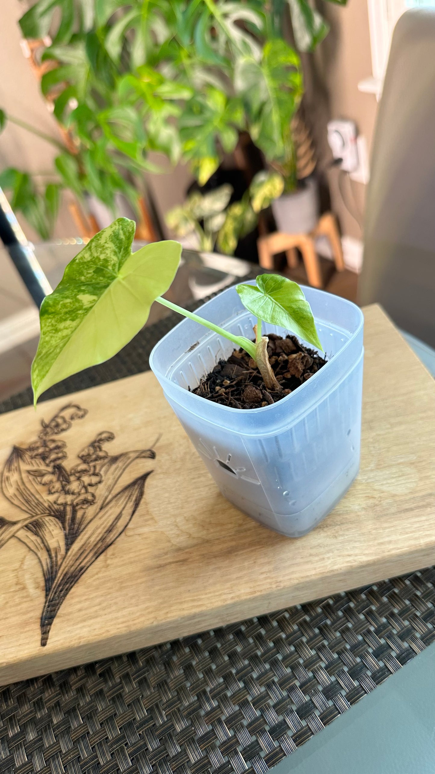 Alocasia Gageana Aurea #2