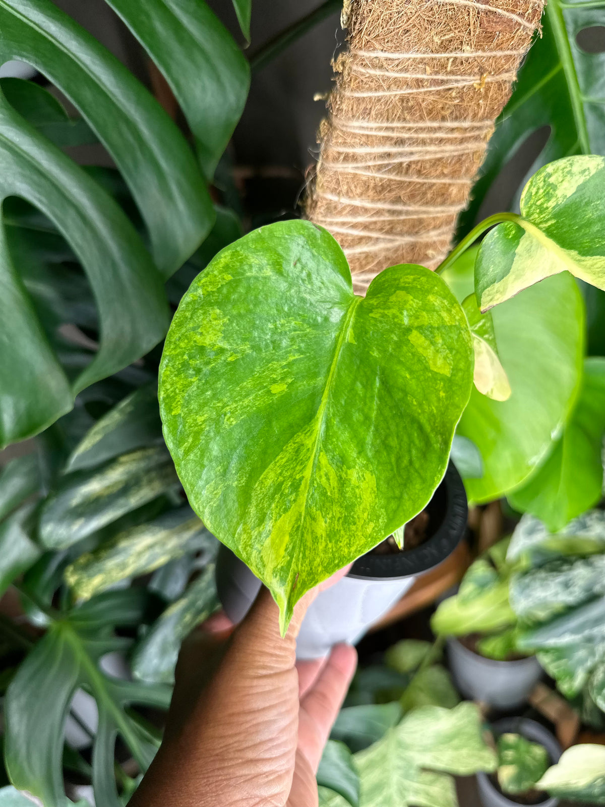 Monstera Yellow Marilyn