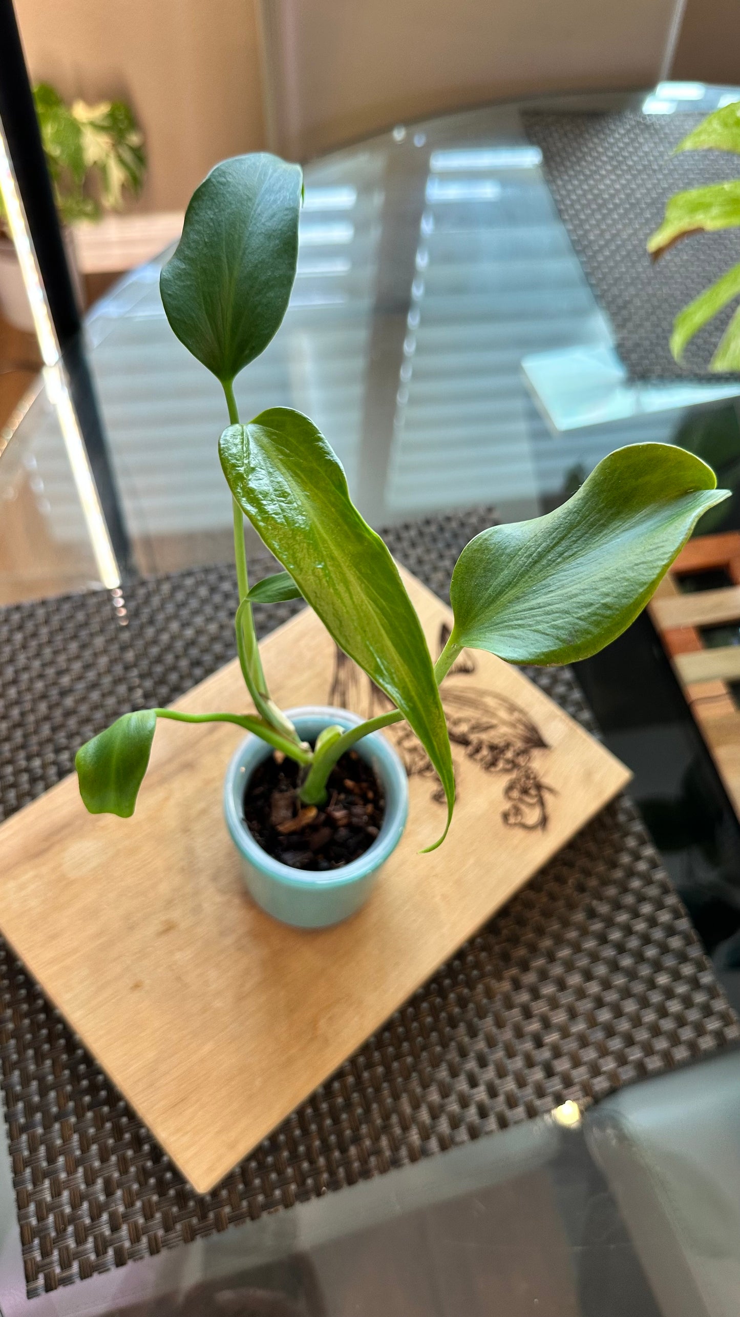 Monstera Burle Marx Flame - #1