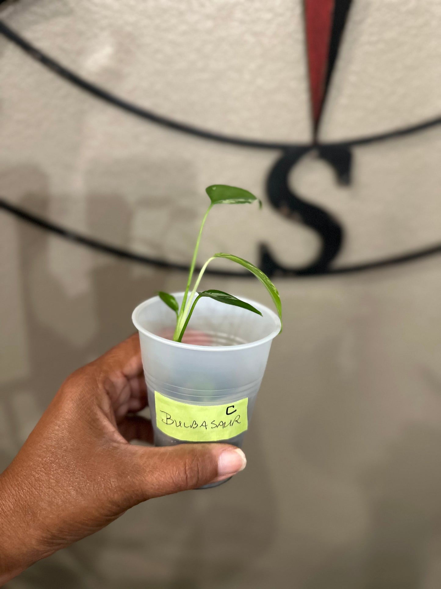Monstera Bulbasaur - C