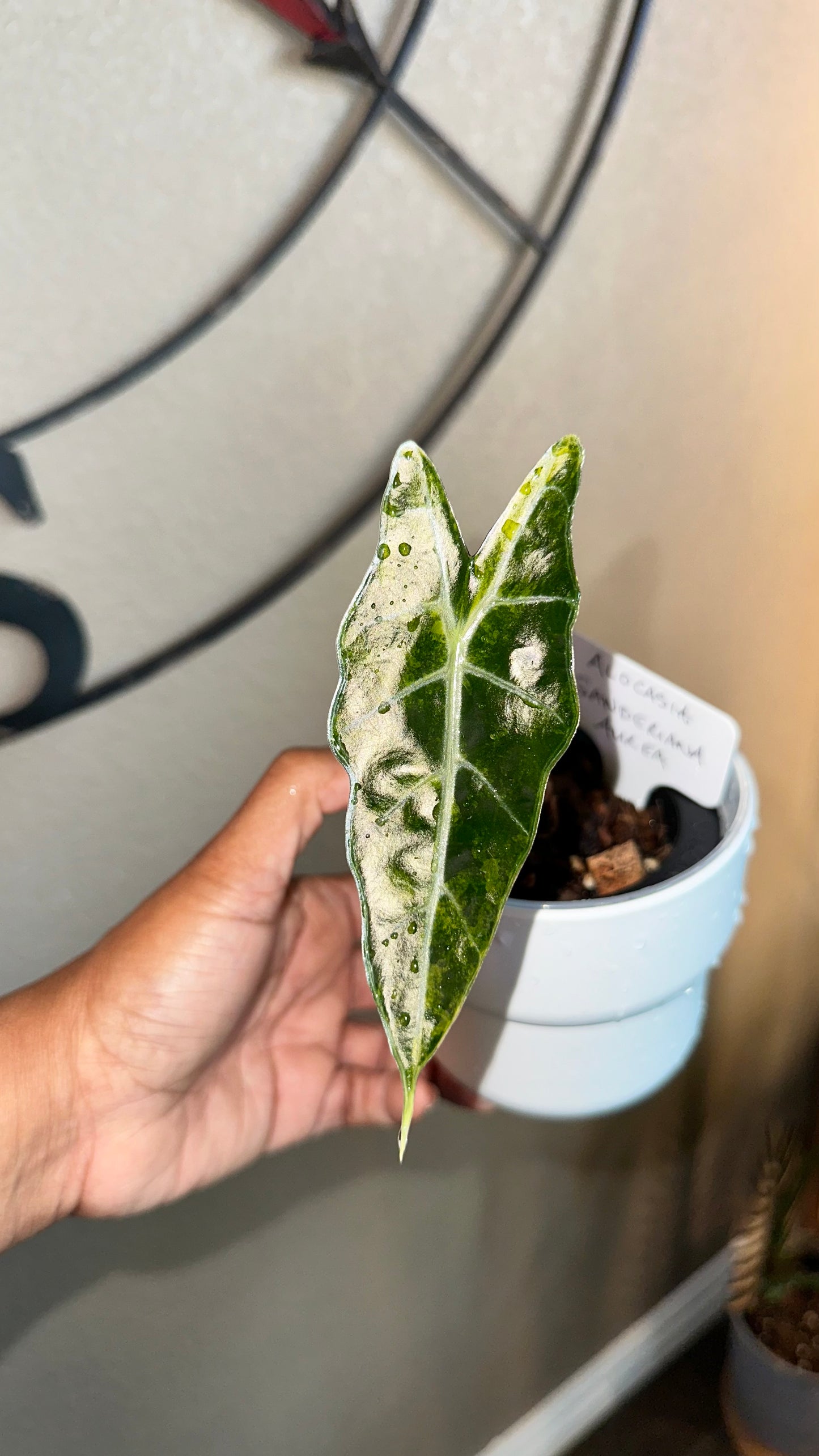 Alocasia Sanderiana Aurea