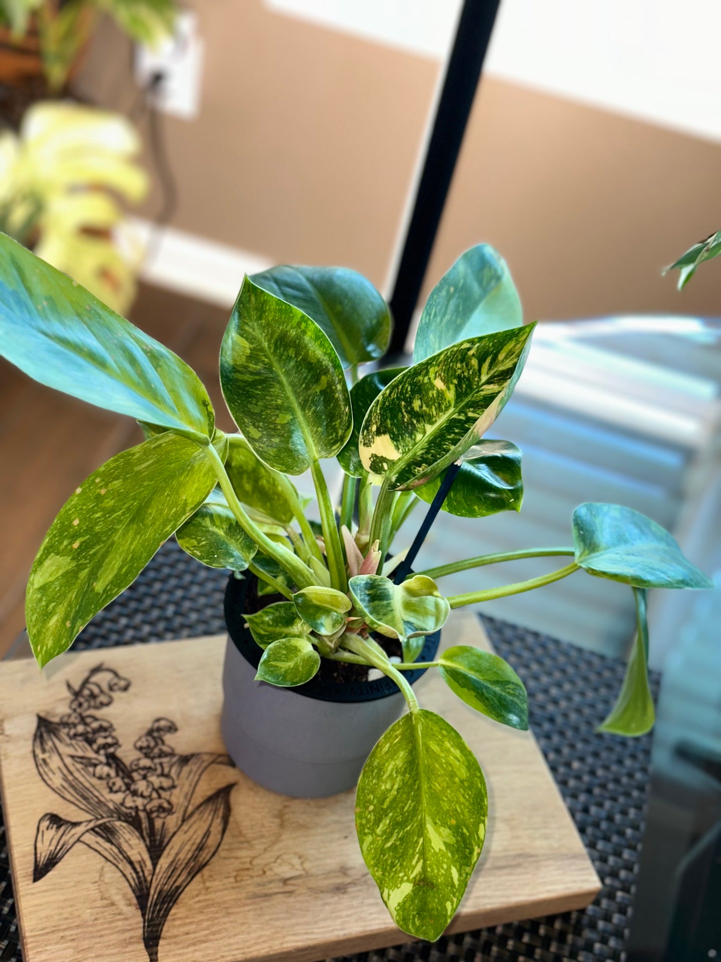 Philodendron Green Congo Nuclear