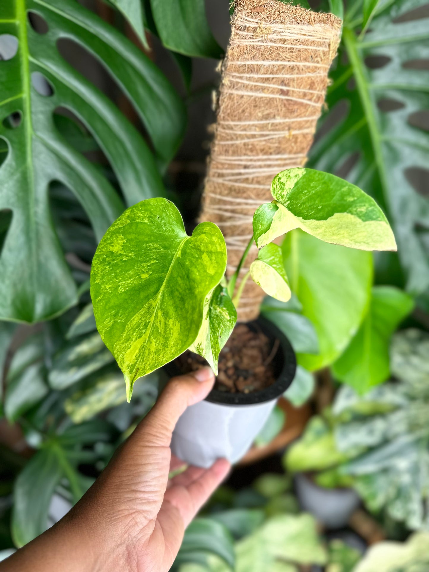 Monstera Yellow Marilyn