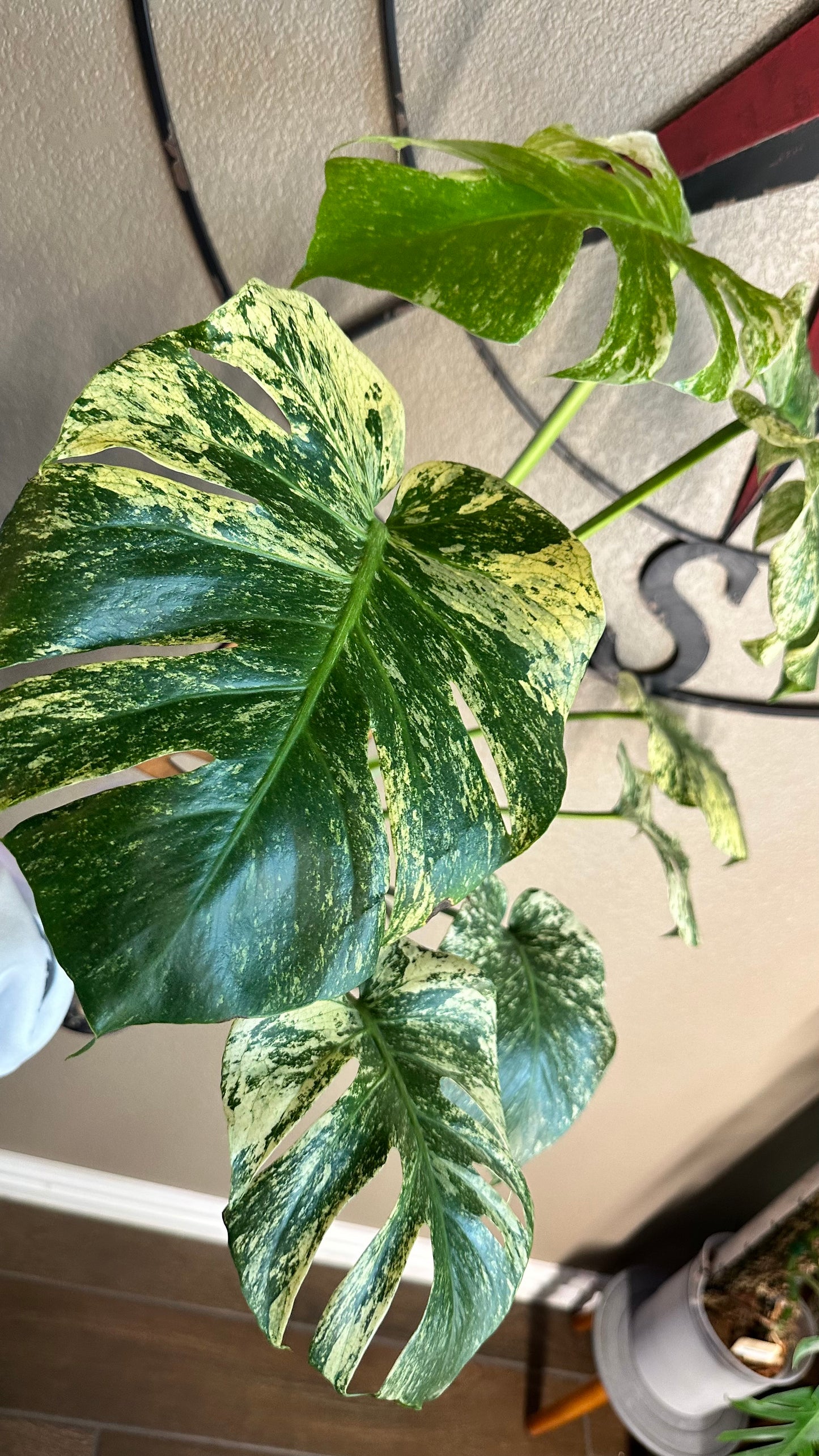 Monstera Mint - B