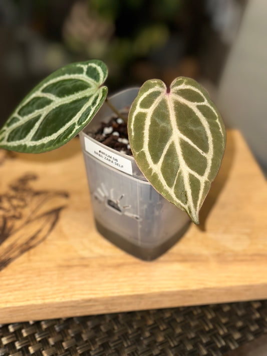 Anthurium Doc Block Brielle X Zara Self - #1