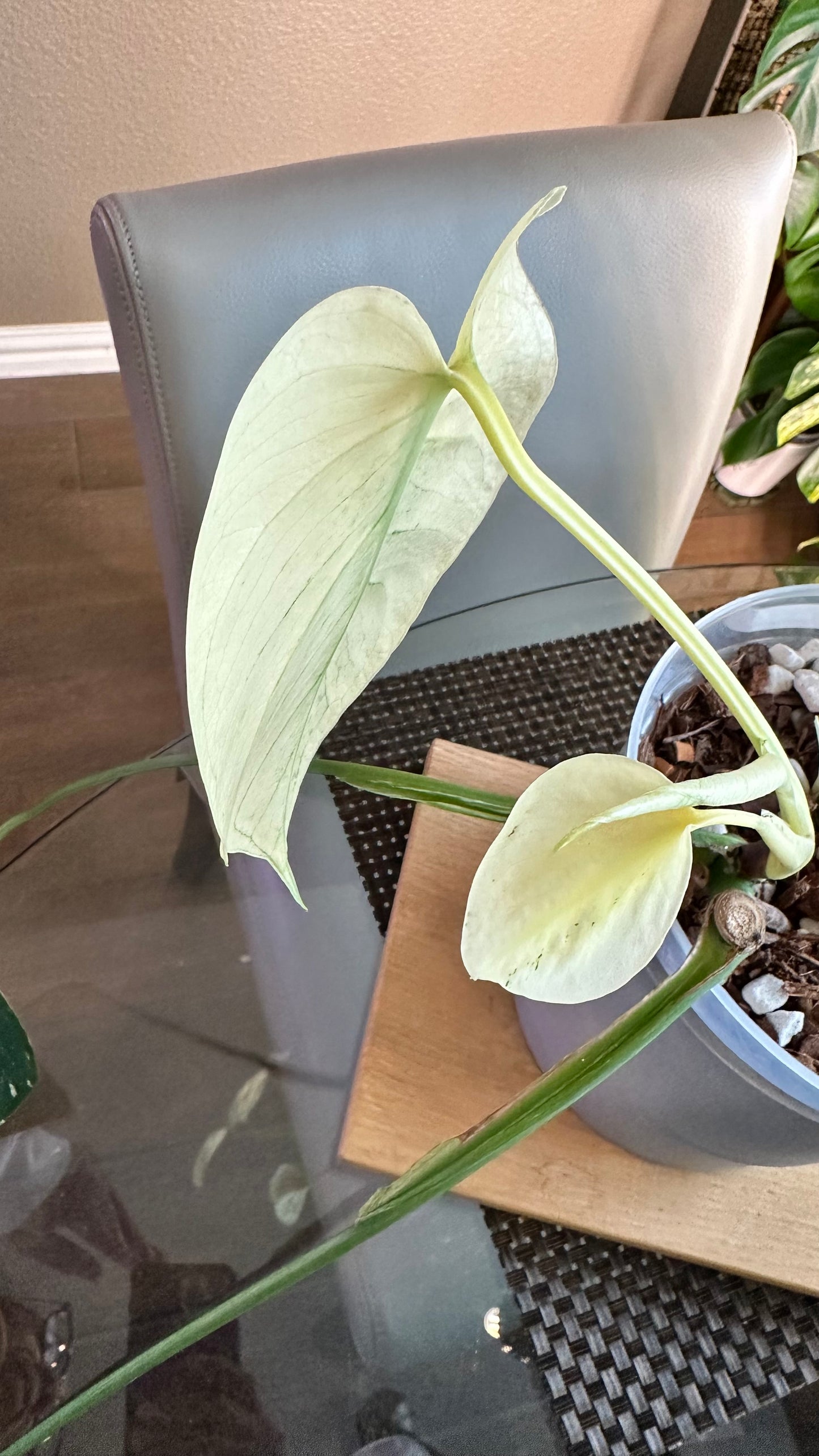 Monstera Mint White Monster - B