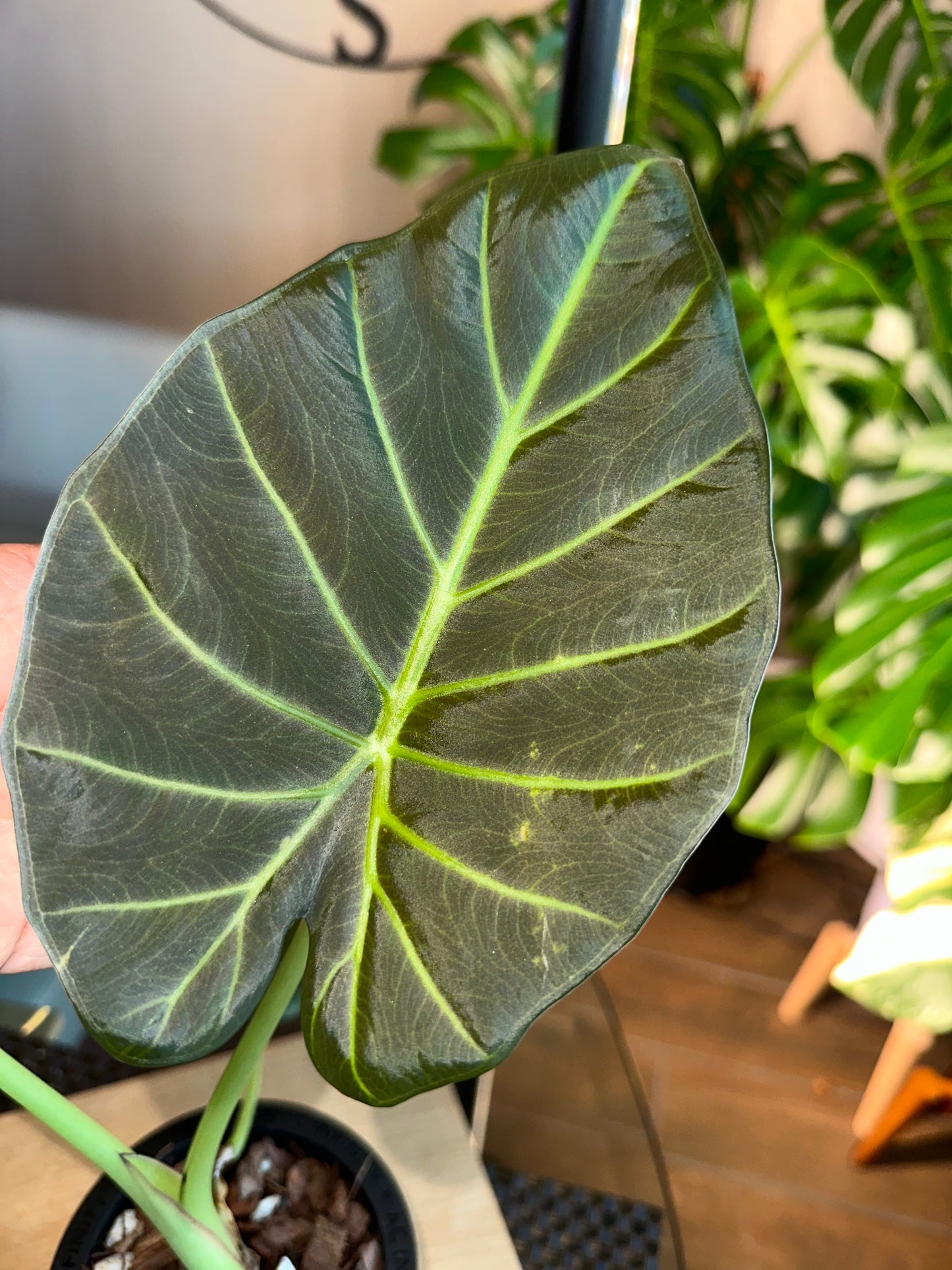 Alocasia Regal Shield Aurea Low Variegation (corm grown)