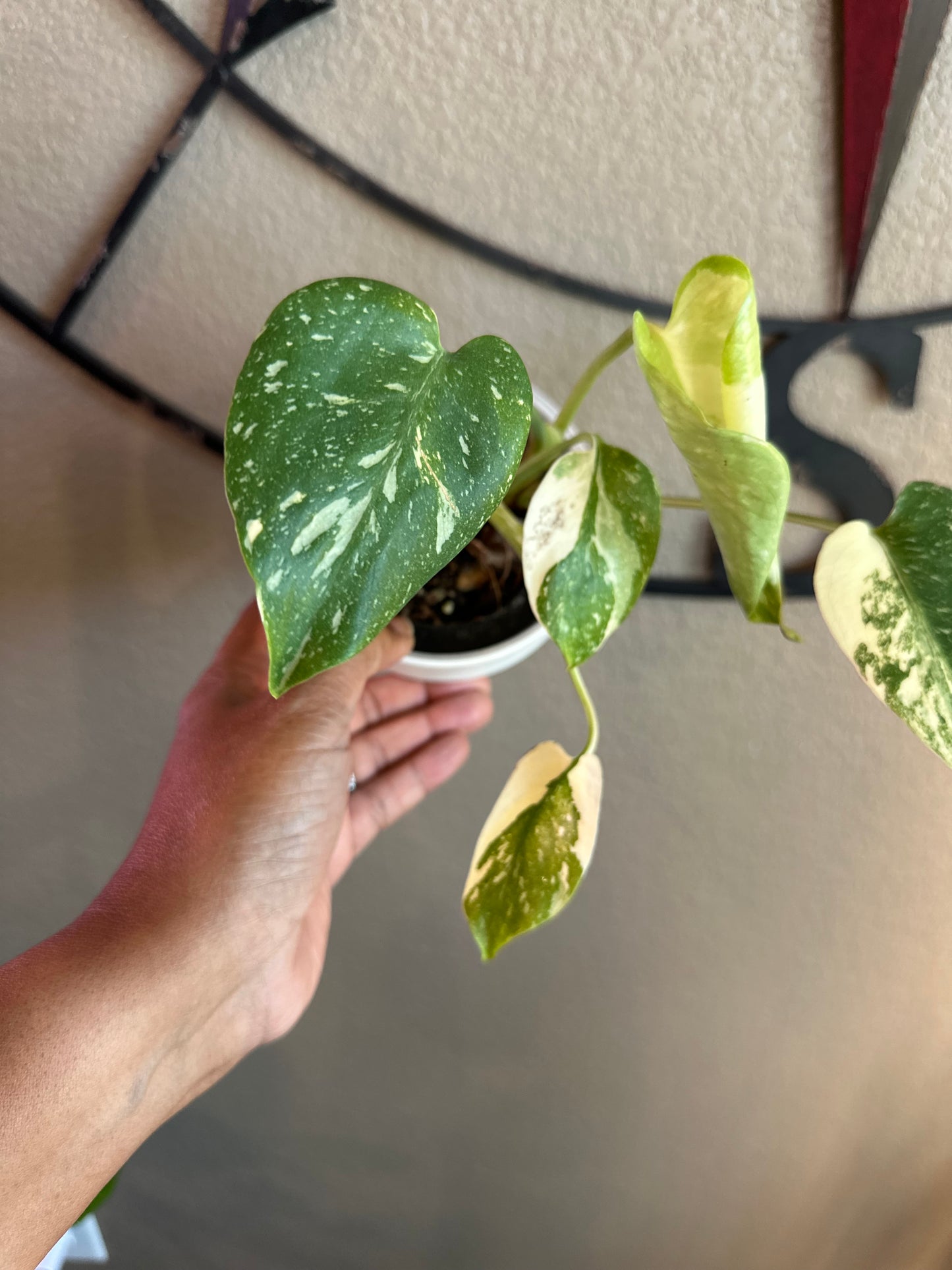 Monstera Creme Brulee - B