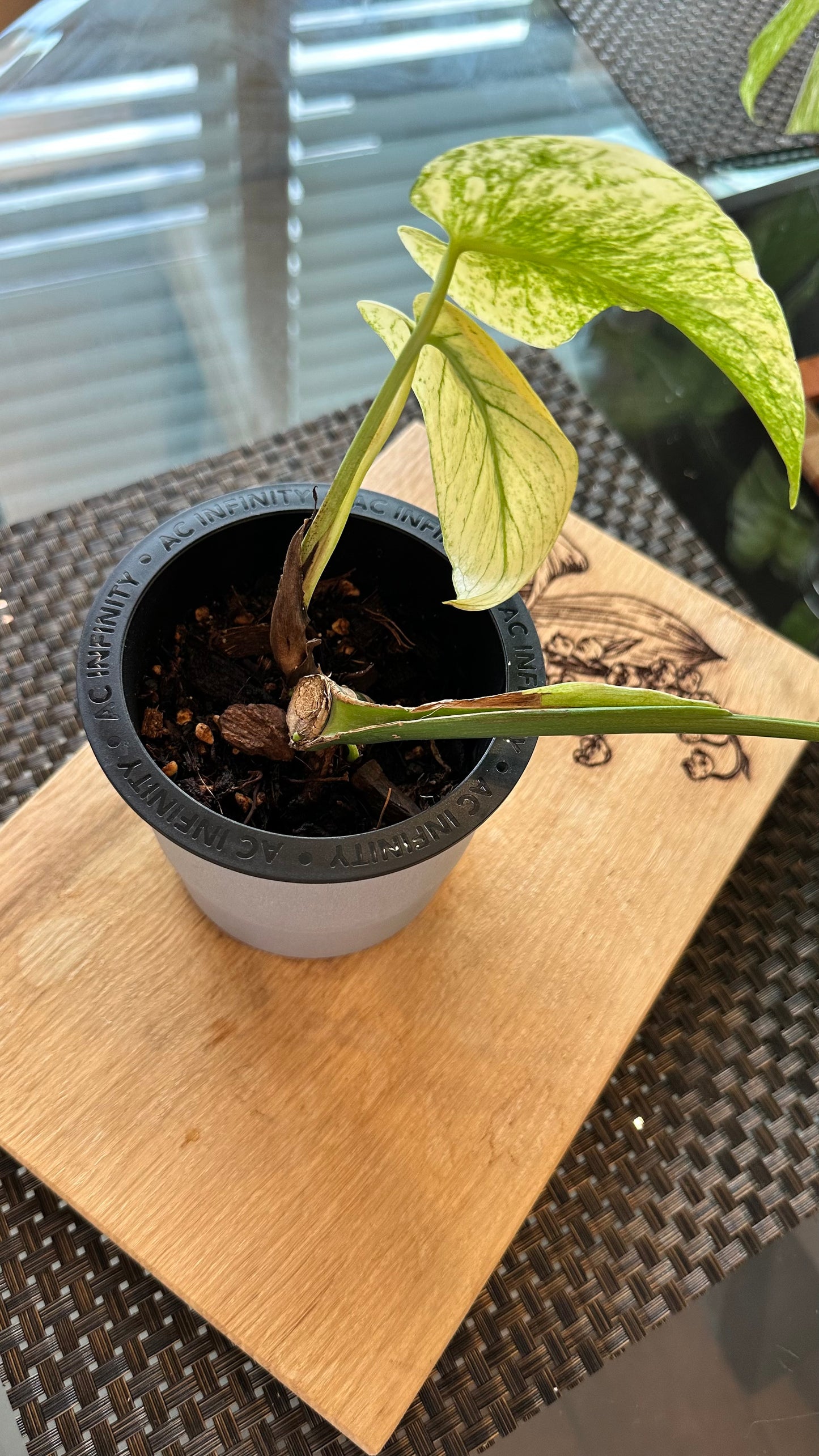 Monstera Mint White Monster - D