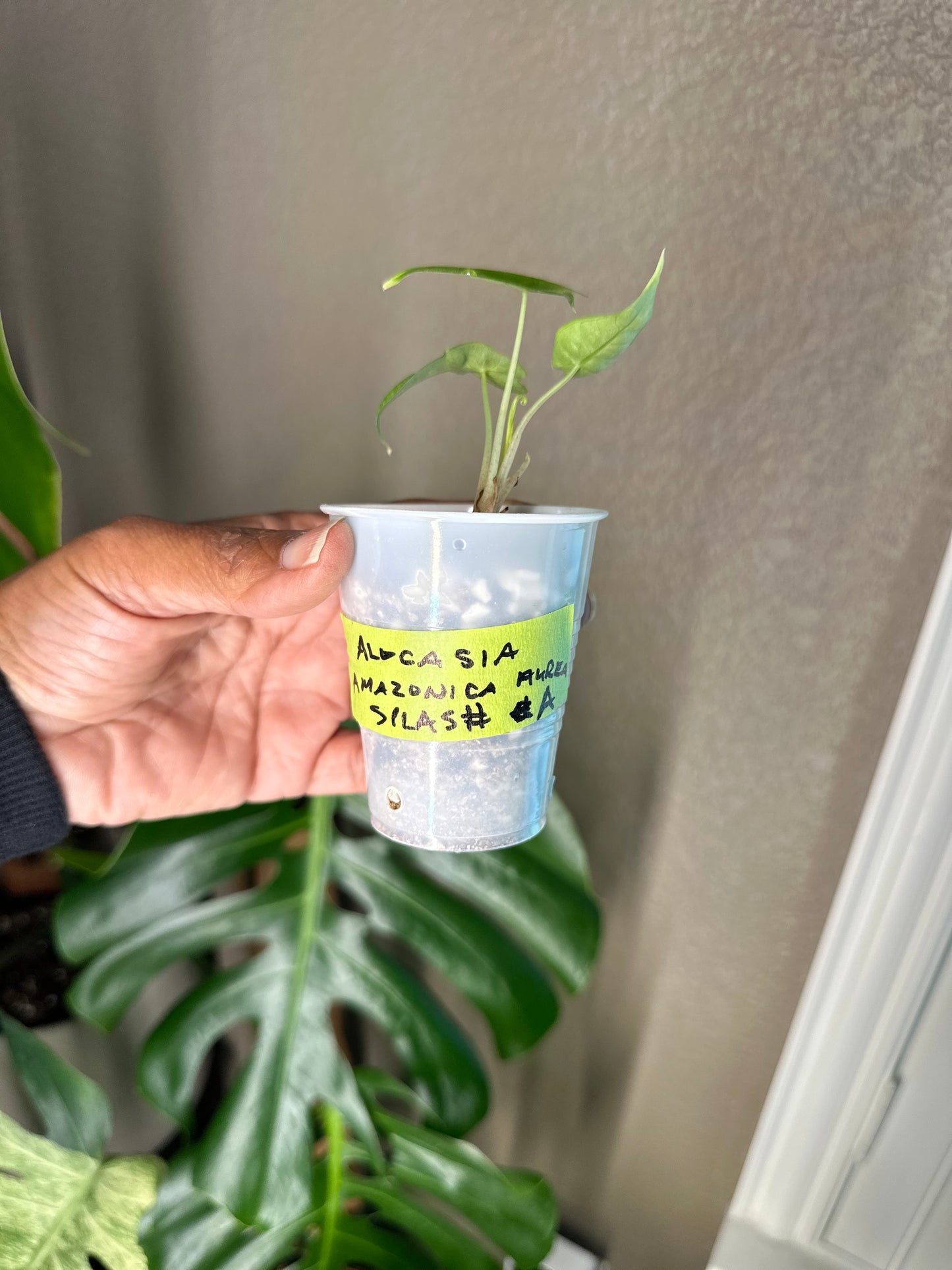 Alocasia Amazonica Aurea Splash - A