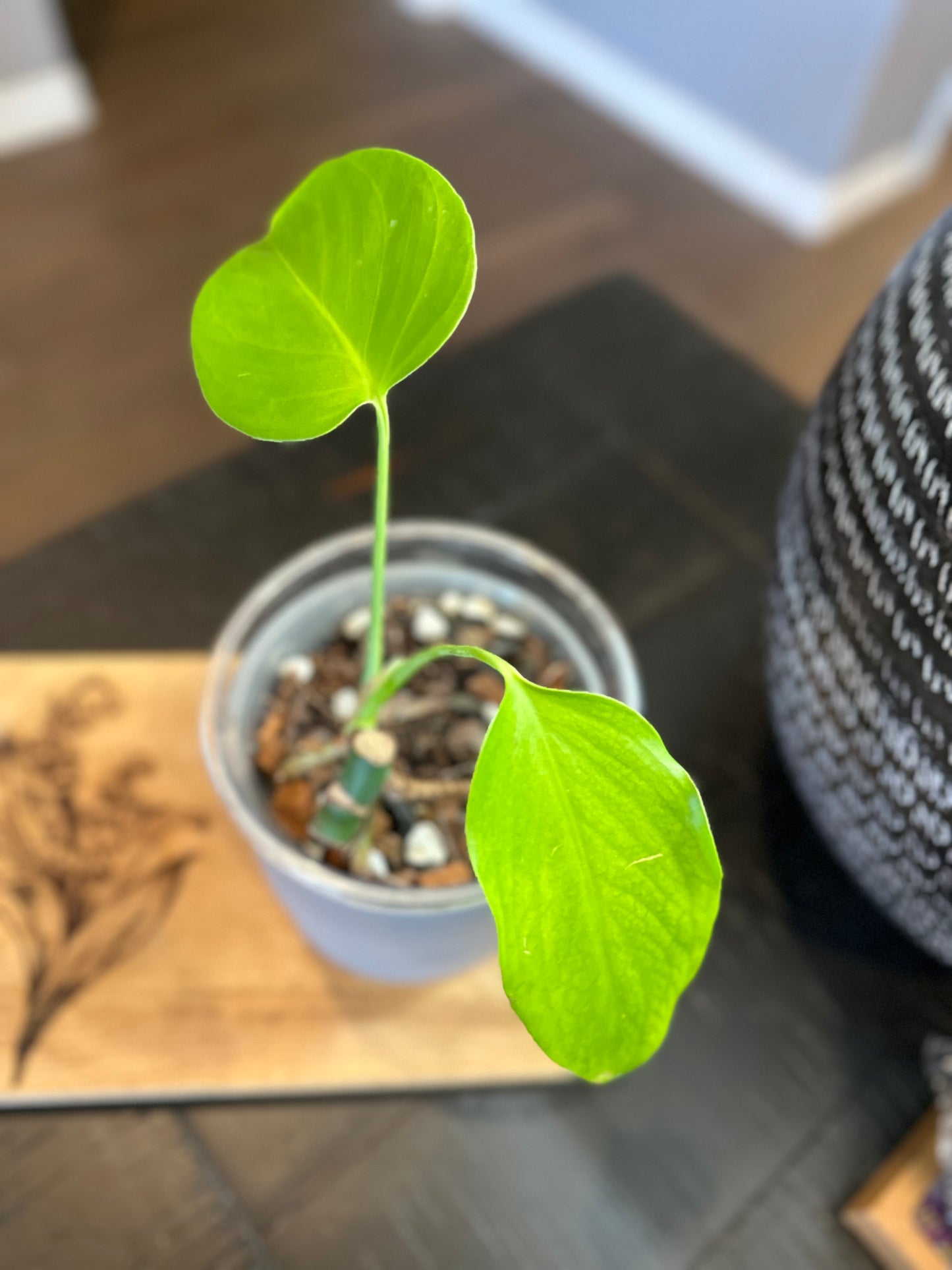 Monstera Sierrana (02) - 4 inches