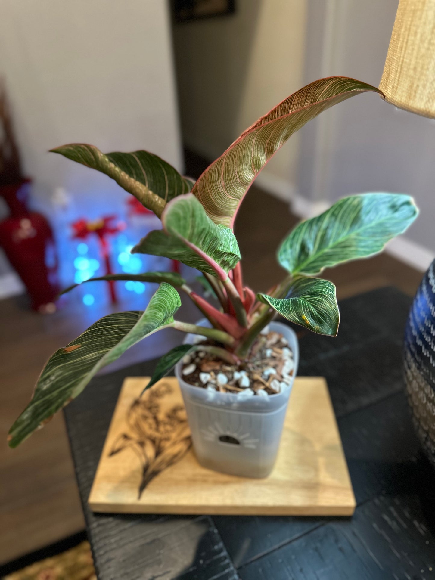 Philodendron Pink Birkin #4 - 6 inch