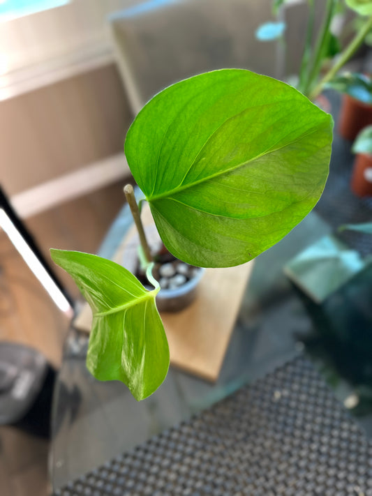 Monstera Sierrana (01) - 4 inches