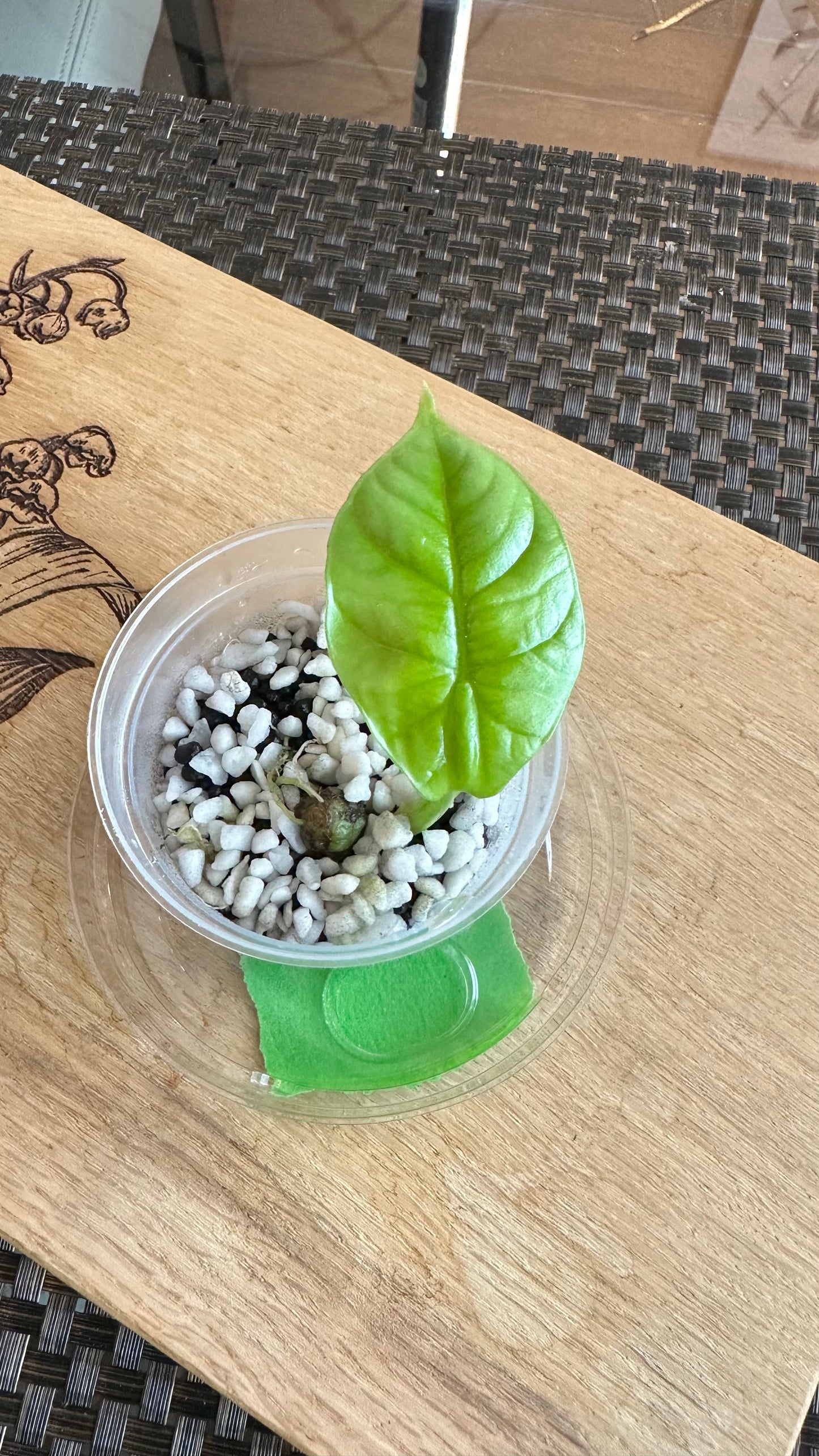 Alocasia Sinuata Variegated - B