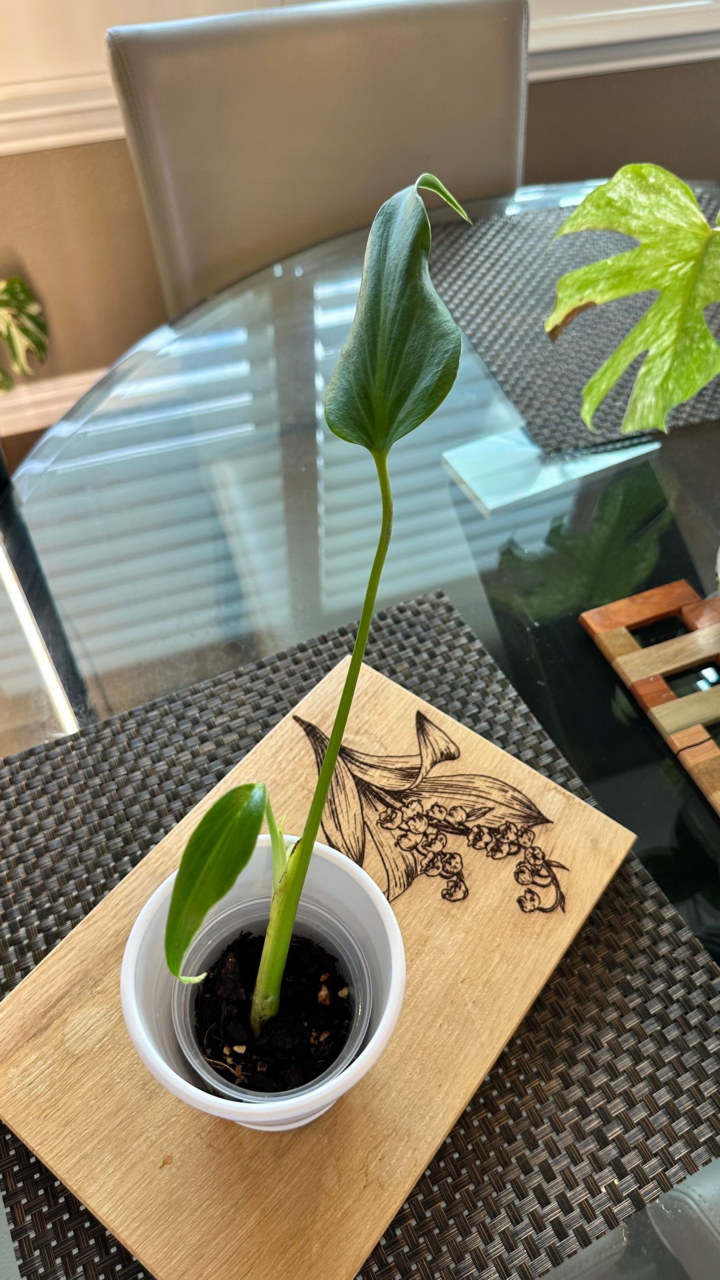 Monstera Burle Marx Flame - #3