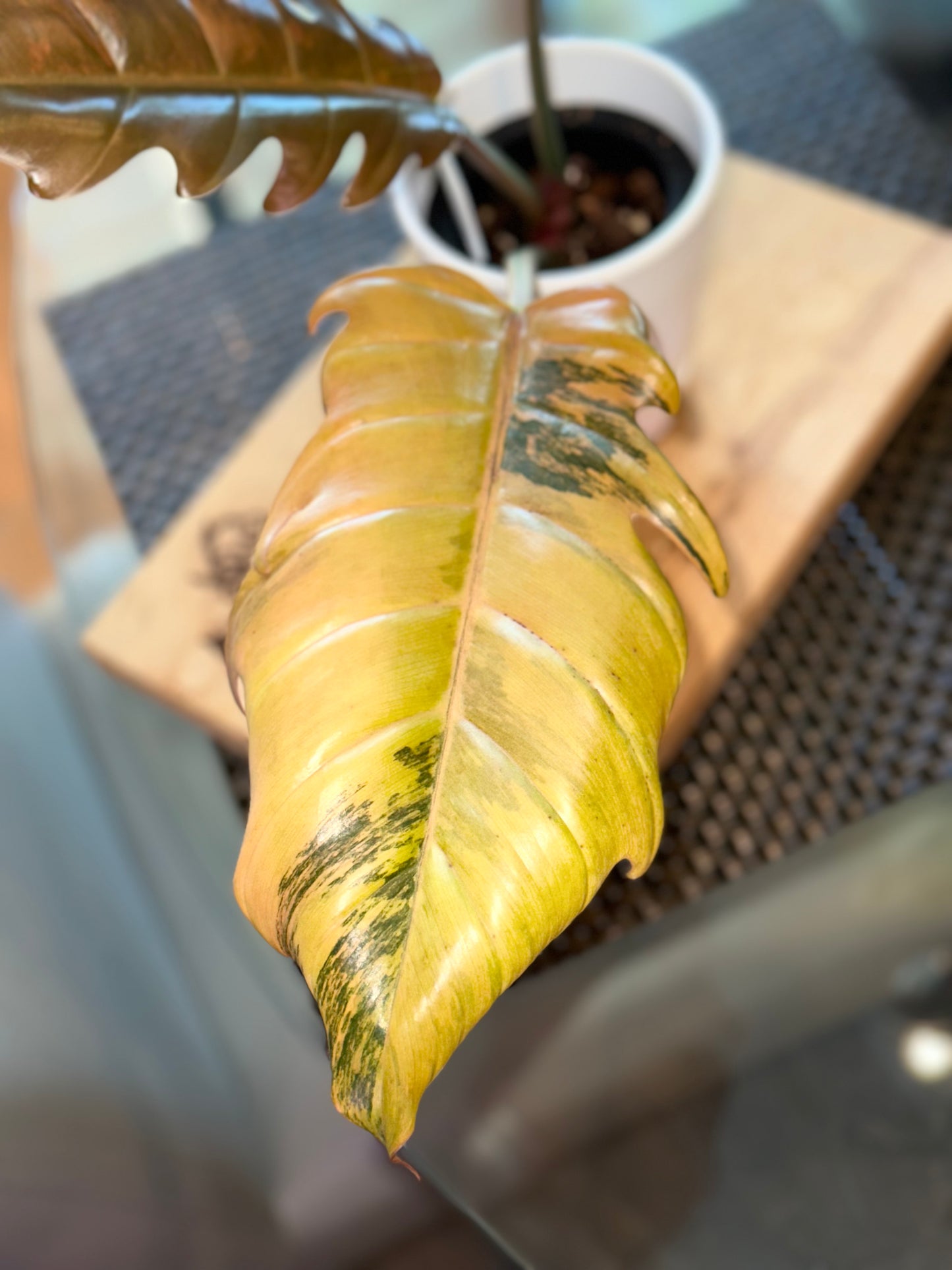 Philodendron Caramel Marble Variegated #1