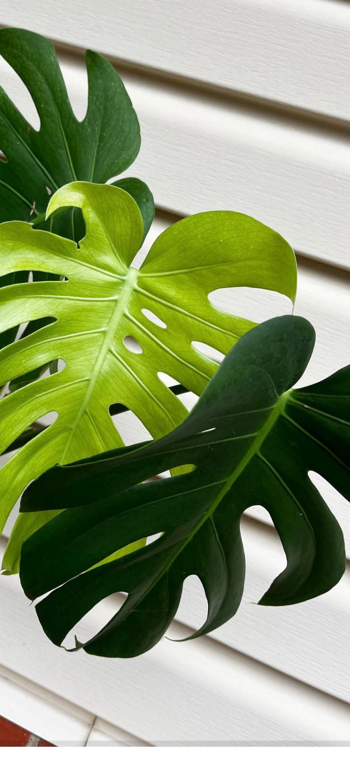 Monstera Mint Top Cutting