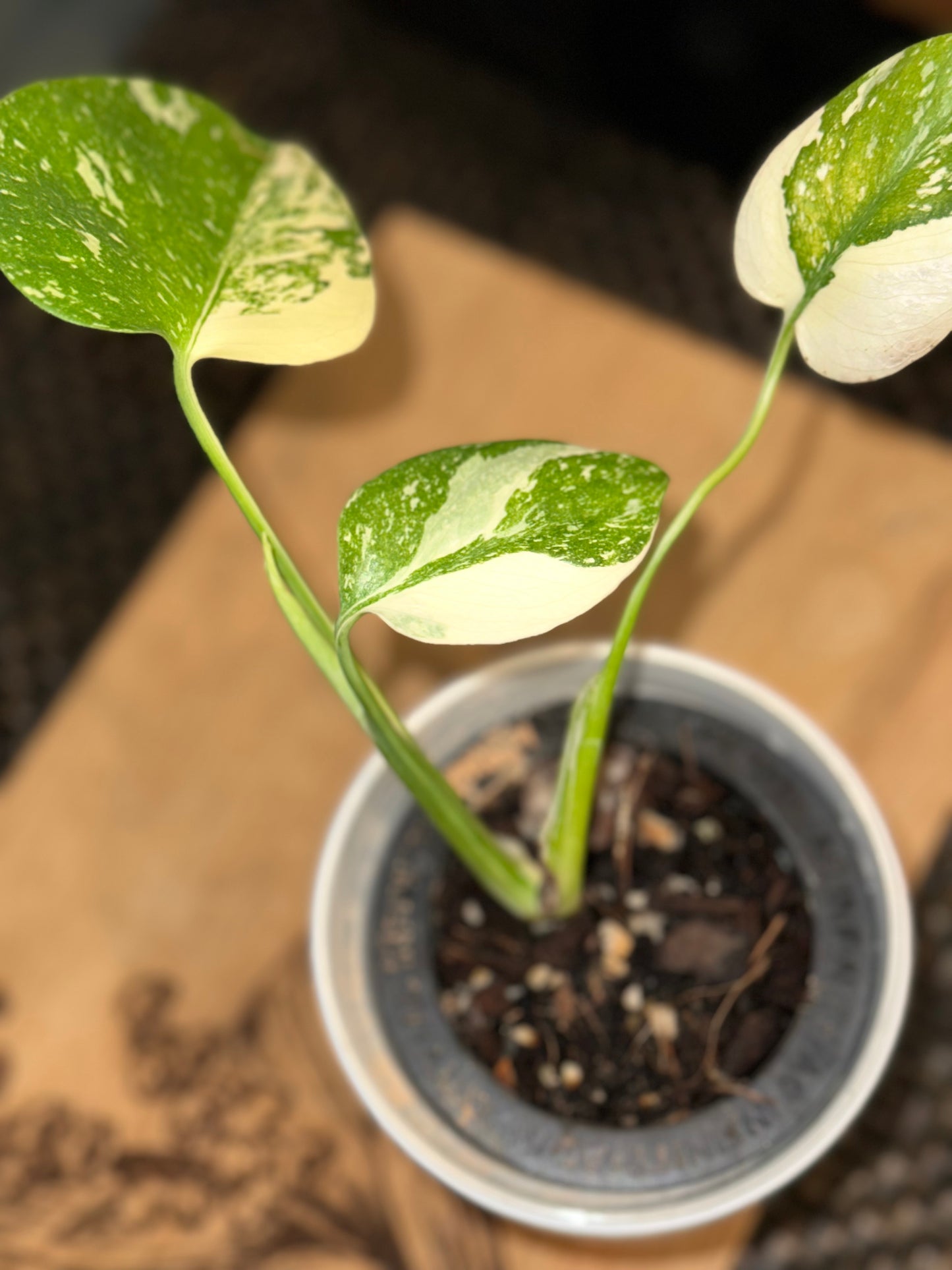Monstera Creme Brulee - B