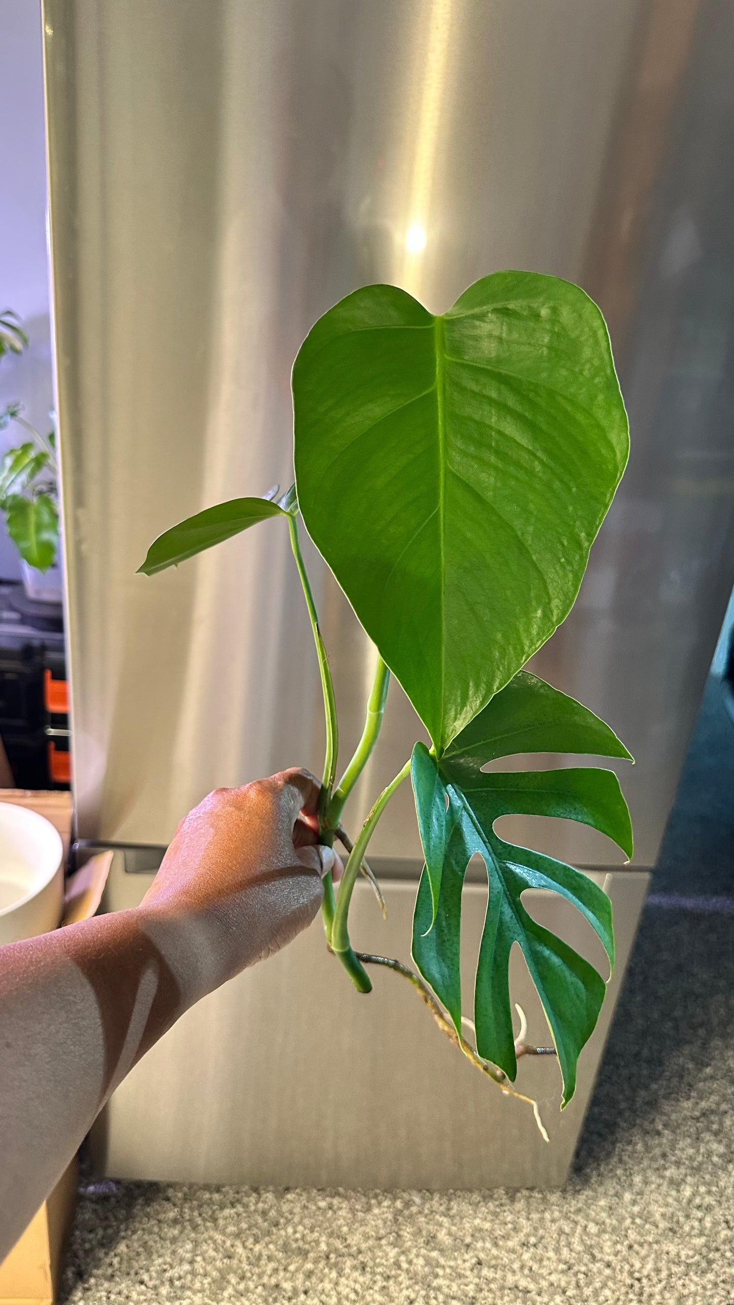 Monstera Sierrana Hawaiian Form Top Cutting