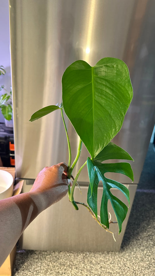 Monstera Sierrana Hawaiian Form Top Cutting